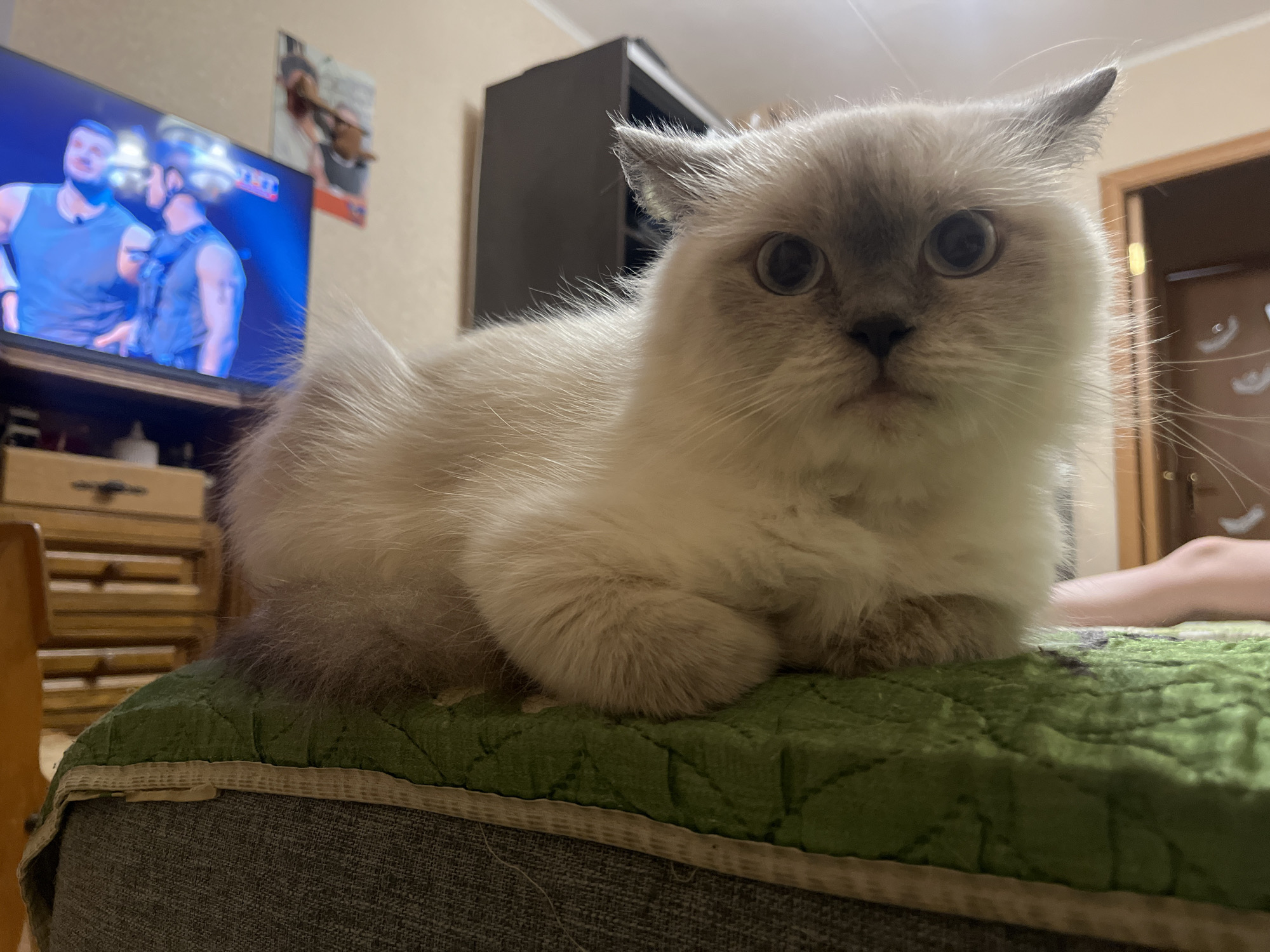 A fluffy, light-colored cat with grey facial markings and large eyes is sitting on a green, quilted cushion. The cat is the primary subject of the image and is positioned in the foreground. In the background, a television displays two men, while a dark brown cabinet is also visible. A wooden dresser is to the left of the TV, and a doorway is visible on the right. Part of a leg of a person is also visible on the right. The image appears to be taken indoors. There is no information to verify the location in the city of Chaikovsky, Russia.