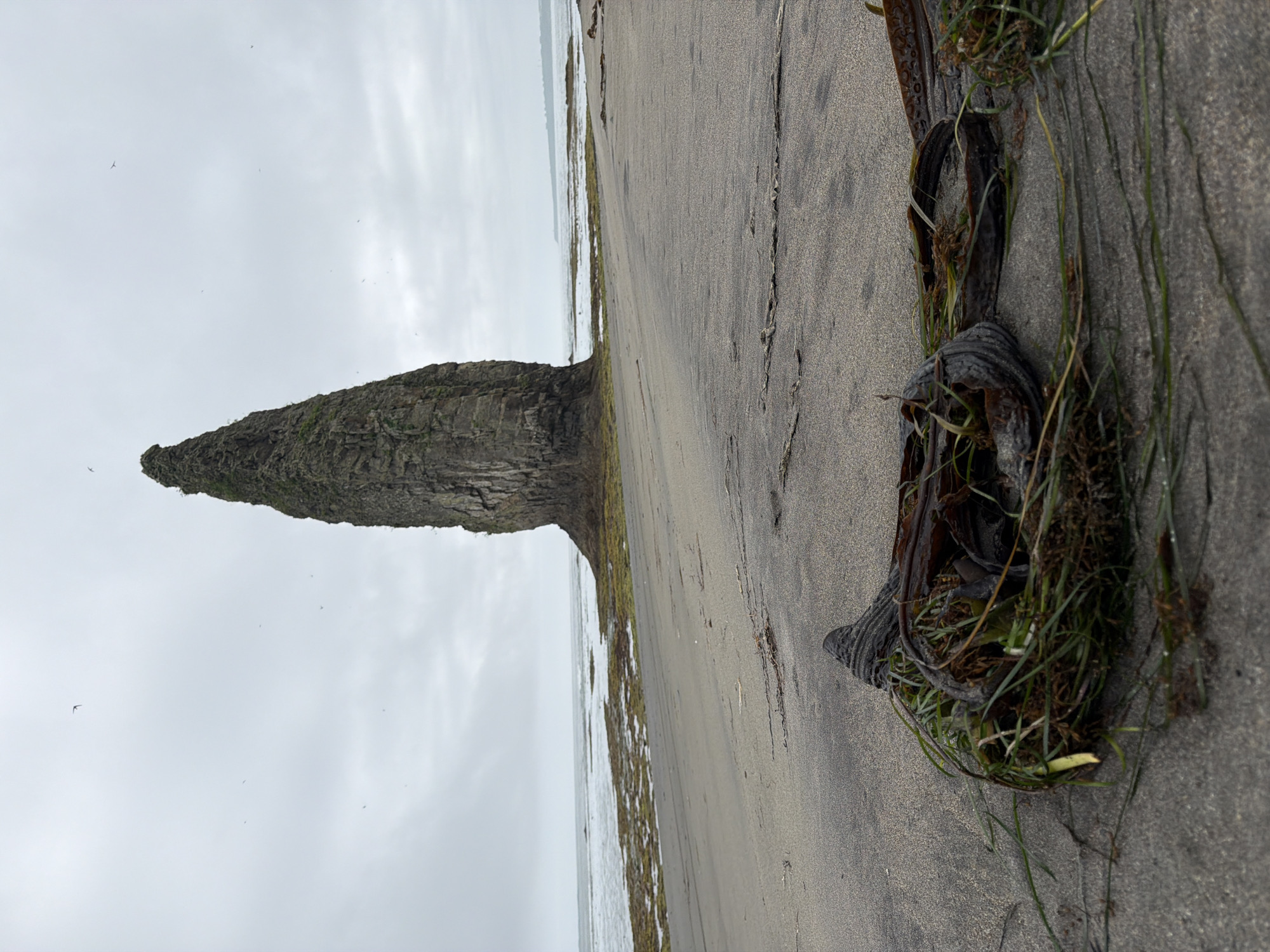An overcast day at a beach in Yuzhno-Kurilsk, Russia. In the foreground, on dark sand, lies a pile of washed-up seaweed and debris. The mid-ground features a wide sandy beach leading to the ocean. In the background, a tall, pointed rock formation stands in the shallow water, its sides textured and covered in patches of green. The sky is a uniform gray, with a few birds visible in flight. The overall impression is one of a natural, somewhat desolate coastal landscape.
