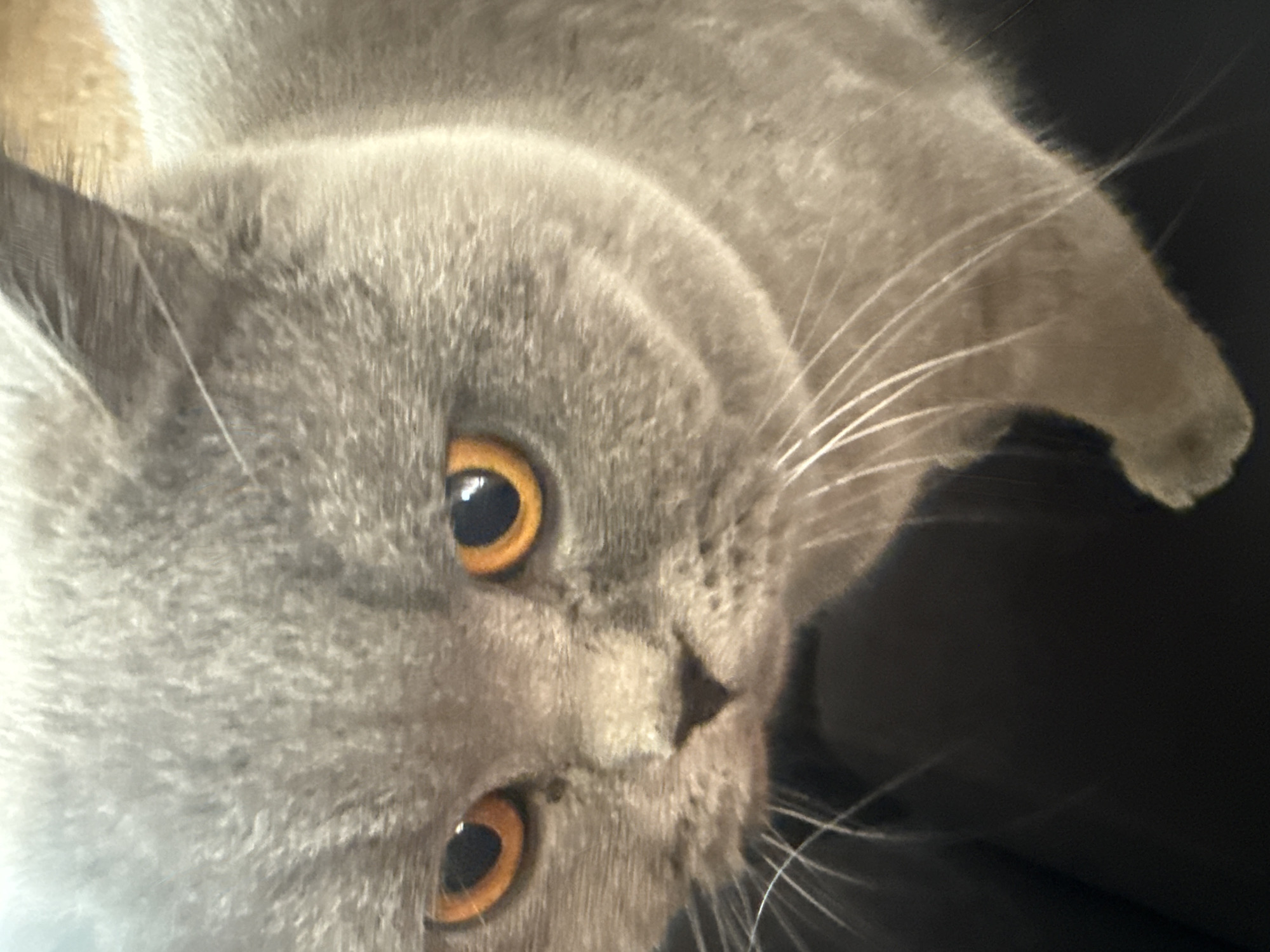 A close-up, angled image shows the face of a gray cat with golden eyes. The cat's nose is small and dark. White whiskers extend from its face. The background is dark and out of focus.