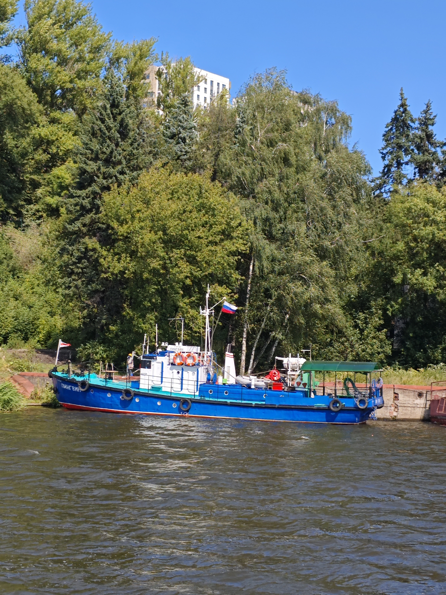 A bright blue and white motorboat with red trim is docked on a river. The boat is named "ПИНГВИН" and has a Russian flag on its stern. It is surrounded by lush green trees and a clear blue sky. In the background, a tall, white building can be seen. The water in the river is choppy, indicating a gentle current. The boat appears to be in good condition, with life preservers visible on its deck. The overall scene suggests a pleasant summer day in a park or natural area, likely in or near Moscow, Russia.