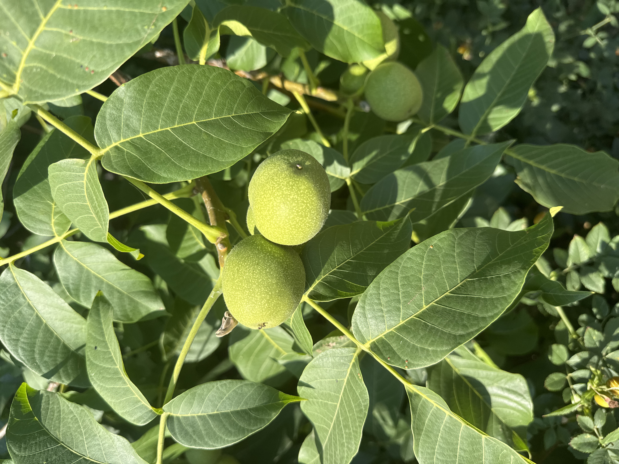 The image shows a close-up of a walnut tree branch with unripe green walnuts and large, serrated green leaves. The sunlight filters through the leaves, creating shadows and highlights. In the background, more foliage is visible, suggesting an outdoor setting. There are no people or animals in the image. The scene appears to be a natural environment, possibly a garden or orchard. The location is stated to be in the city of Таврово, Russia.