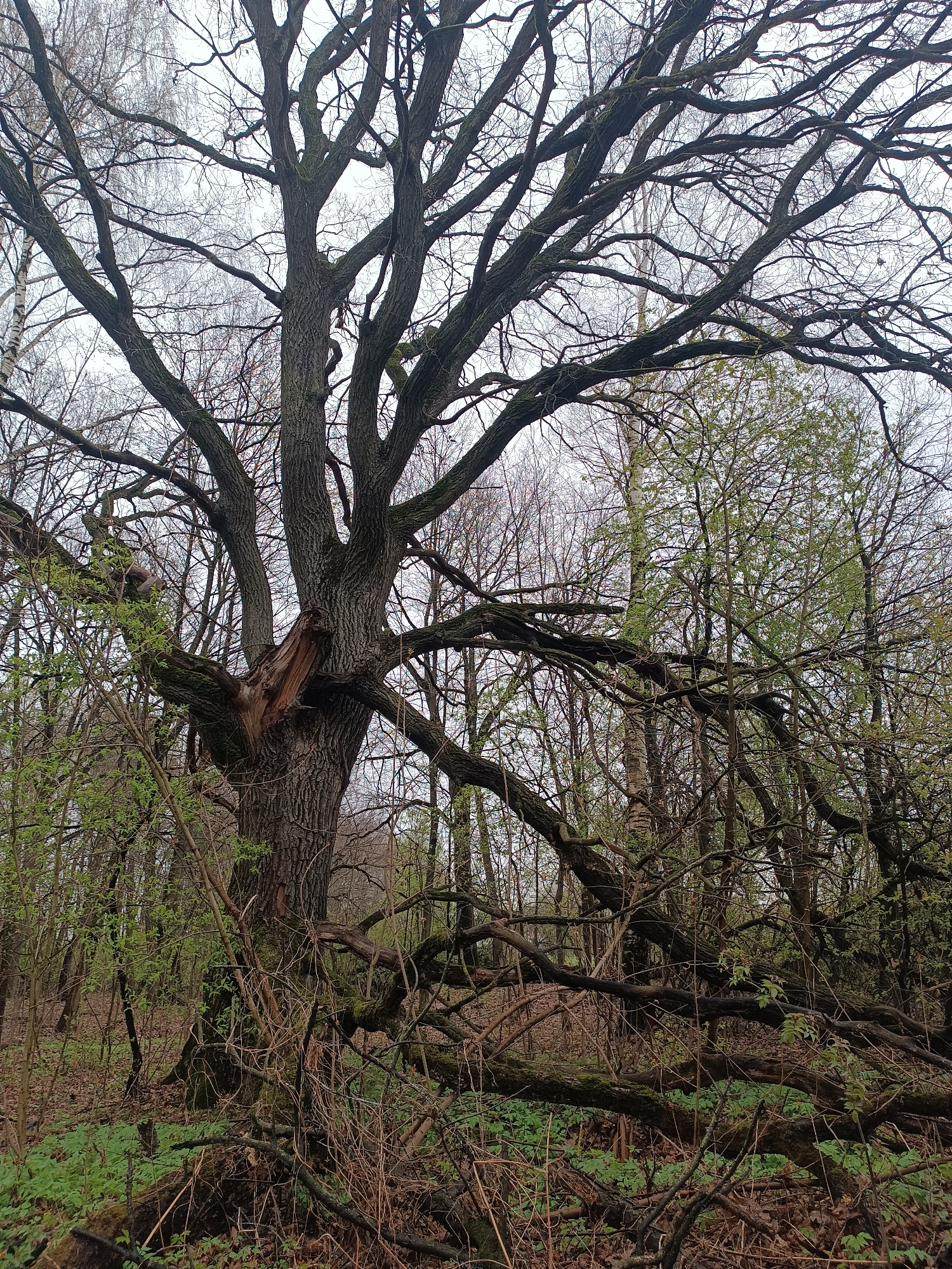 The image depicts a dense forest scene, likely in Motyakovo, Russia. A large, mature tree with thick, gnarled branches dominates the foreground, extending outwards and upwards, its upper branches devoid of leaves against an overcast sky. A section of the tree's trunk has broken off. The forest floor is covered in fallen branches, dead leaves, and emerging green undergrowth. Other trees, some beginning to sprout leaves, fill the background, creating a dense and somewhat tangled scene. The overall atmosphere is one of a damp, early spring day in a natural woodland setting.