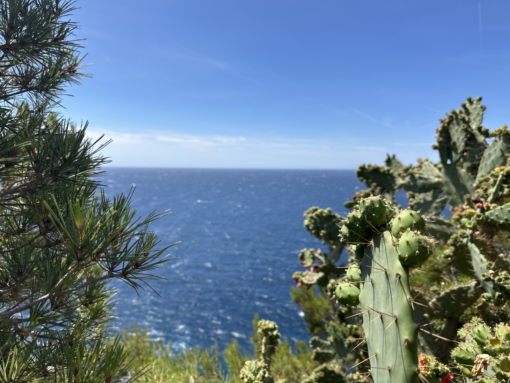 The image captures a serene coastal landscape with a view of the Mediterranean Sea. In the foreground, a prickly pear cactus with its characteristic green pads and sharp spines stands to the right, adorned with developing fruit. To the left, the lush green needles of a pine tree frame the scene. The vast expanse of the blue sea stretches to the horizon, meeting a clear, bright blue sky. The water exhibits a slightly choppy texture, suggesting a gentle breeze. The environment appears to be a natural coastal area, likely a cliffside or elevated viewpoint. Based on the vegetation and the coastal setting, this scene is characteristic of the Mediterranean coast, and specifically, it is located in Hyères, France, a region known for its beautiful coastline and Mediterranean flora. There are no people or animals visible in the image. The image is taken from a slightly elevated perspective, looking out over the water.
