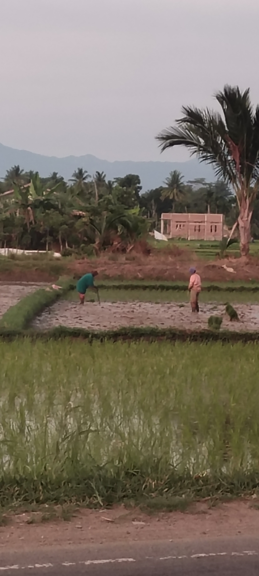 In Keudeteupinpunti, Indonesia, two individuals are depicted engaged in rice planting in a flooded paddy field. One person, wearing a green garment, is actively planting, using a tool to insert seedlings into the muddy ground. Another person, in a light-colored shirt and dark pants, is also working in the field, with a bundle of seedlings nearby. The background reveals a lush landscape with tropical trees, a building under construction, and a hazy mountain range. A portion of a paved road is visible in the foreground. The overall scene captures a moment of agricultural labor in a rural Indonesian setting.