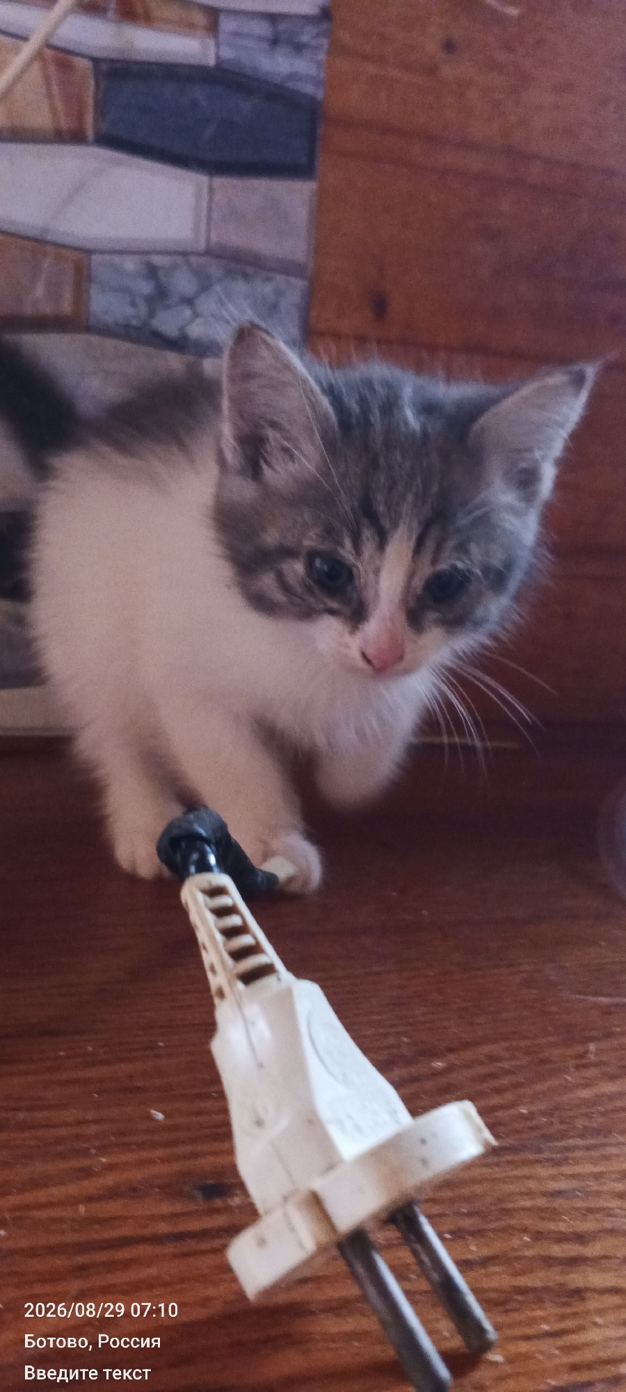 A kitten sits on a wooden surface, looking at a white plug with metal prongs. The kitten is a tabby and white. The background consists of a tiled wall and a wooden surface. The date stamp reads 2026/08/29 07:10. The location is marked as Ботово, Россия, which translates to Botovo, Russia.