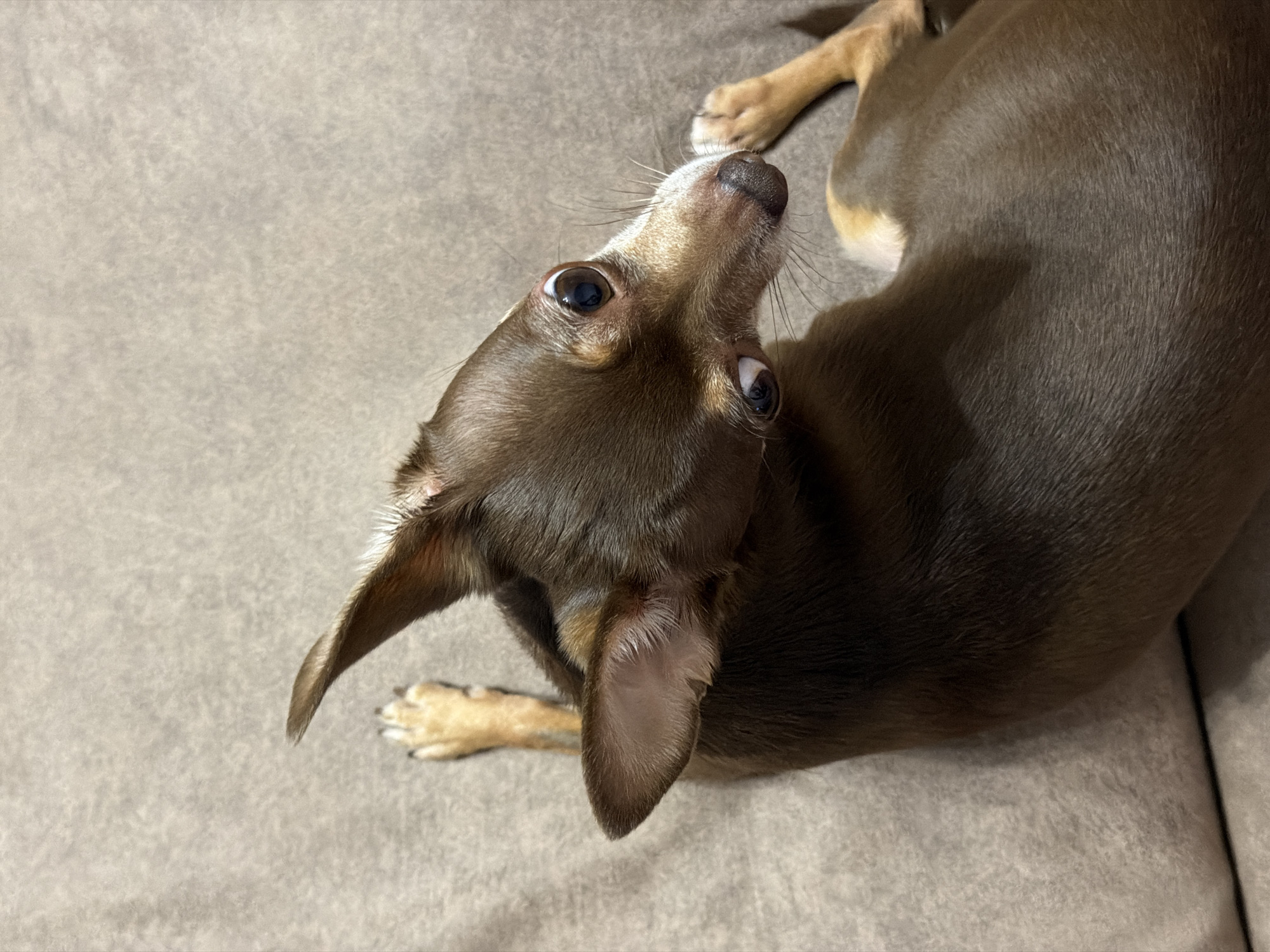 A high-angle close-up shot captures a brown chihuahua lying on its back on a textured, taupe-colored surface, likely a couch or rug. The dog's head is turned sharply to its right, with its wide, expressive eyes looking upwards and to the left. Its ears are perked, with one ear pointing upwards and slightly forward, and the other angled down and back. The dog's front left paw is raised and bent, with its toes visible. The dog's body is mostly visible, with its fur appearing smooth and slightly shiny. The lighting creates subtle shadows that highlight the dog's musculature. No other subjects or objects are visible in the frame. The environment is minimalist and appears to be indoors.