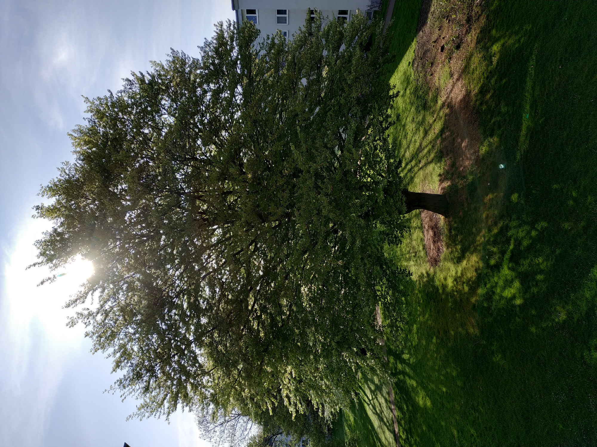 This is an outdoor photograph showcasing a large, leafy tree under a bright sky. The image appears to be taken on a sunny day, with the sun prominently visible on the left side, shining through the tree's dense canopy and creating a strong lens flare.
The central subject is a robust, mature deciduous tree with a full crown of vibrant green leaves, suggesting it is either spring or summer. Its trunk is visible towards the bottom, and its wide branches spread across a significant portion of the frame. To the right of the tree, a sprawling patch of lush green grass covers the ground. Long, distinct shadows of the tree's branches are cast across this lawn, indicating the sun is relatively low in the sky, likely early morning or late afternoon. Some areas beneath the tree and in the shadows show patches of drier, brownish earth.
In the upper right background, a light-colored, multi-story building with several rectangular windows with white frames is partially visible, hinting at an urban or suburban setting. The sky, seen above and through the tree's foliage, is a clear, bright blue with a few subtle, wispy clouds. There are no people, animals, or specific activities depicted in the scene. No visible text is present in the image. The overall setting appears to be a well-maintained park, garden, or residential green space.