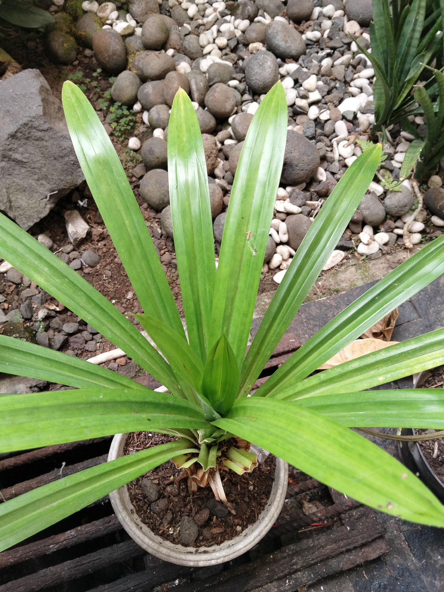 A close-up, top-down shot captures a potted pandan plant with long, green, strap-like leaves. The plant is in a light-colored, round pot filled with dark soil and small rocks. The pot sits on a dark, textured surface that appears to be made of wooden slats or a grate. In the background, a scattering of small, rounded stones and larger gray rocks is visible, along with some greenery from other plants. The scene appears to be in an outdoor, possibly garden, setting within the city of Banjar, Indonesia.