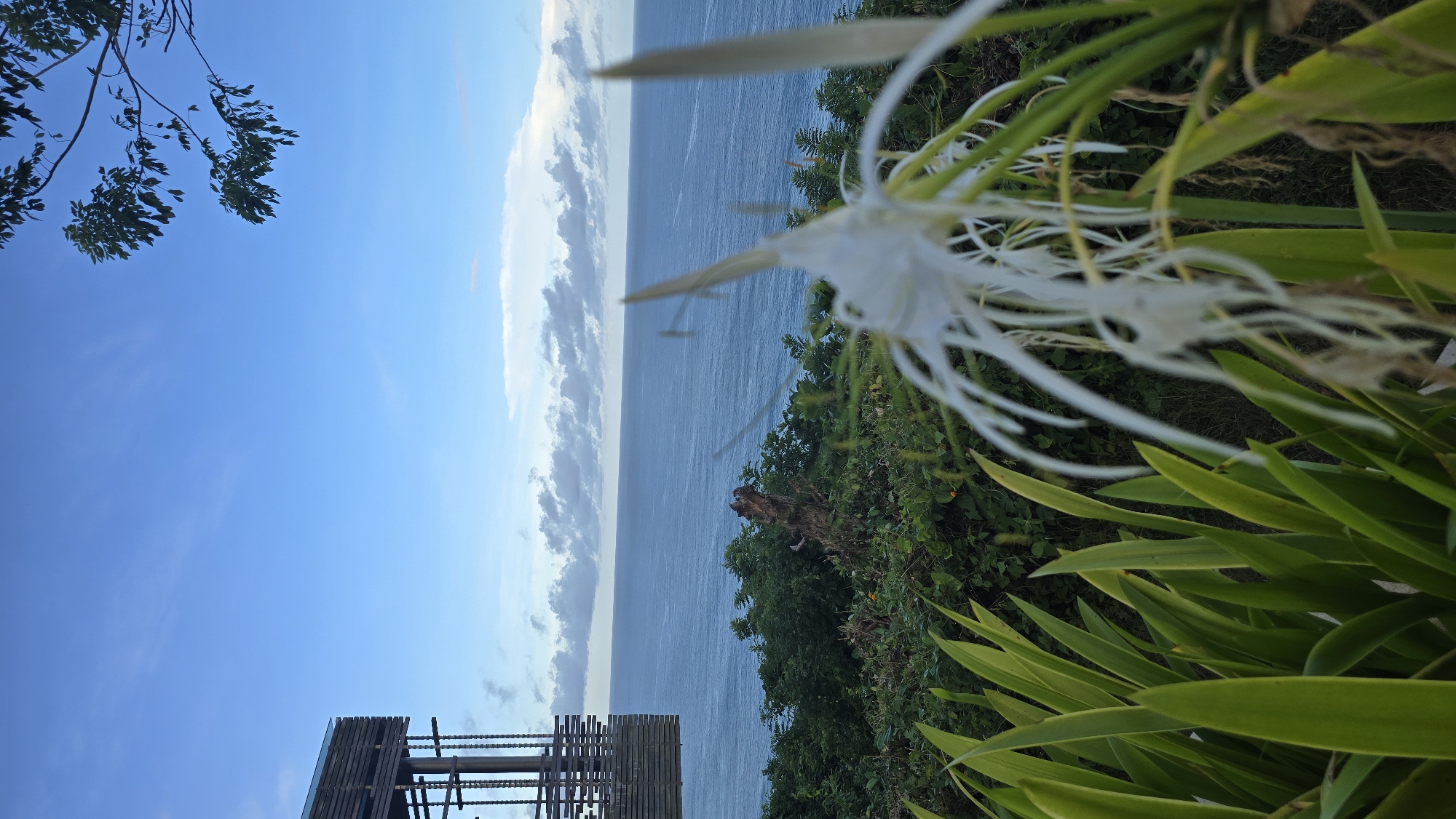 The image presents a seaside view in Kuta Selatan, Indonesia. The ocean extends vertically in the center, flanked by a cloudy sky on the left and lush vegetation on the right. A cluster of Spider Lily flowers, predominantly white, occupies the upper right area, partially obscuring the ocean view. In the lower-left corner, a wooden structure, possibly a platform or part of a building, is visible. Dense green foliage fills the lower and mid-right portion of the frame, contributing to a tropical landscape. The sky ranges from clear blue to areas covered with clouds.