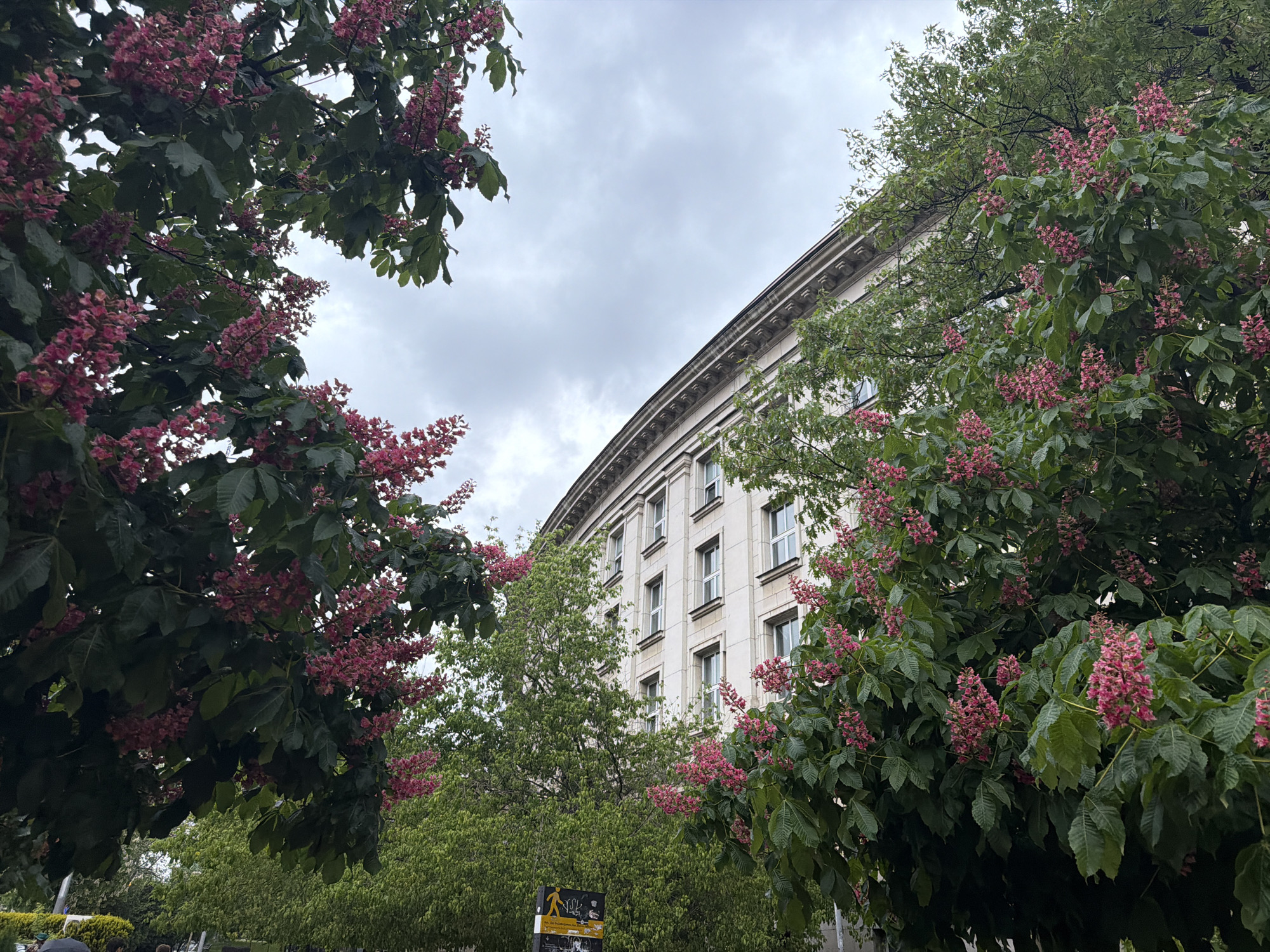 The image captures a building with a curved facade, possibly an office building or governmental structure, framed by blossoming red chestnut trees. The building is light-colored with repetitive window patterns and detailed molding at the top. Overcast skies provide diffused lighting to the scene. The tree blossoms are a striking pink color. The image appears to be taken at ground level. The picture was taken in Sofia, Bulgaria. There are people slightly visible in the left bottom corner.