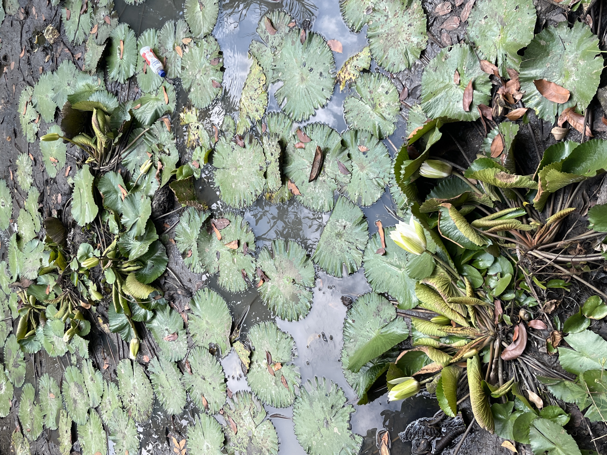 The image depicts a murky pond filled with numerous green lily pads and several white lily buds. The water is dark and appears to be shallow, with visible mud at the bottom. Dead leaves are scattered across the surface of the lily pads and floating in the water. In the foreground, a cluster of lily pads surrounds a central mass of stems and leaves, from which the lily buds emerge. A red and white plastic bottle is visible floating among the lily pads in the upper right portion of the image. The overall scene suggests a natural aquatic environment. The location is identified as Tanakawu, Indonesia.