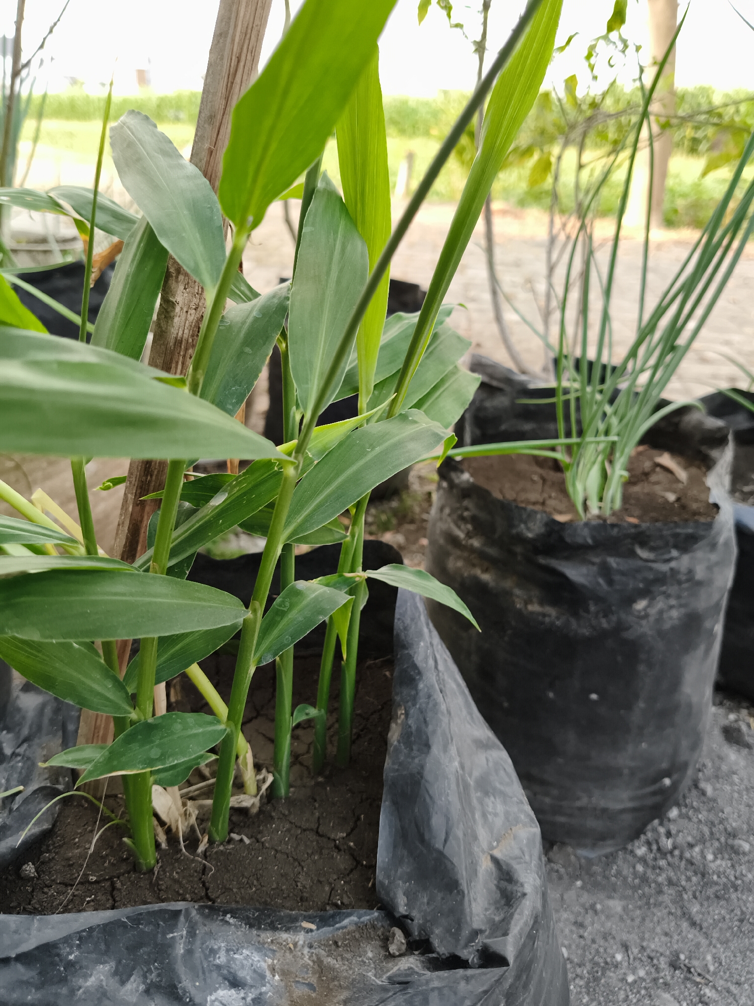 The image shows a close-up view of young ginger plants growing in black plastic bags. The plants have vibrant green leaves and stalks, with some dry soil visible around their bases. A thin wooden stake supports some of the plants. In the background, other plants in similar bags are visible, along with a blurred outdoor environment that includes greenery and what appears to be a sandy or gravelly surface. The scene is likely an outdoor garden or nursery in Ponorogo, Indonesia, suggesting a horticultural setting. There are no people or explicit actions depicted.