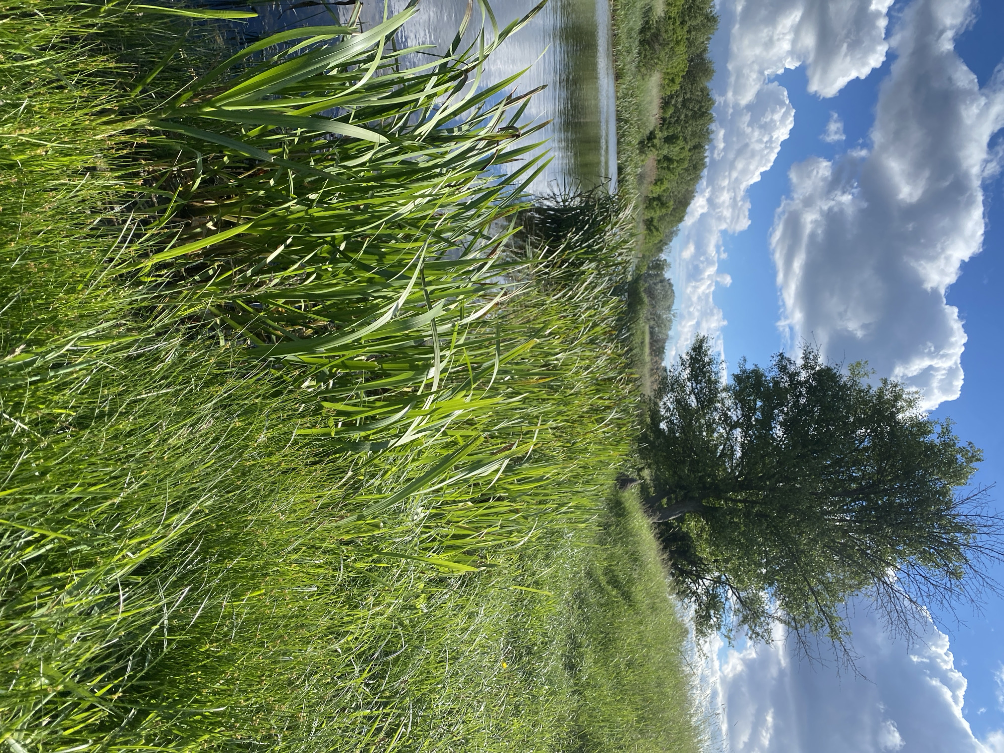The image shows a landscape in Ustyvytsia, Ukraine. Tall green grass dominates the foreground, transitioning to a body of water bordered by reeds. A single tree stands in the mid-ground against a backdrop of blue sky filled with cumulus clouds. The scene depicts a rural setting along a lake or river.