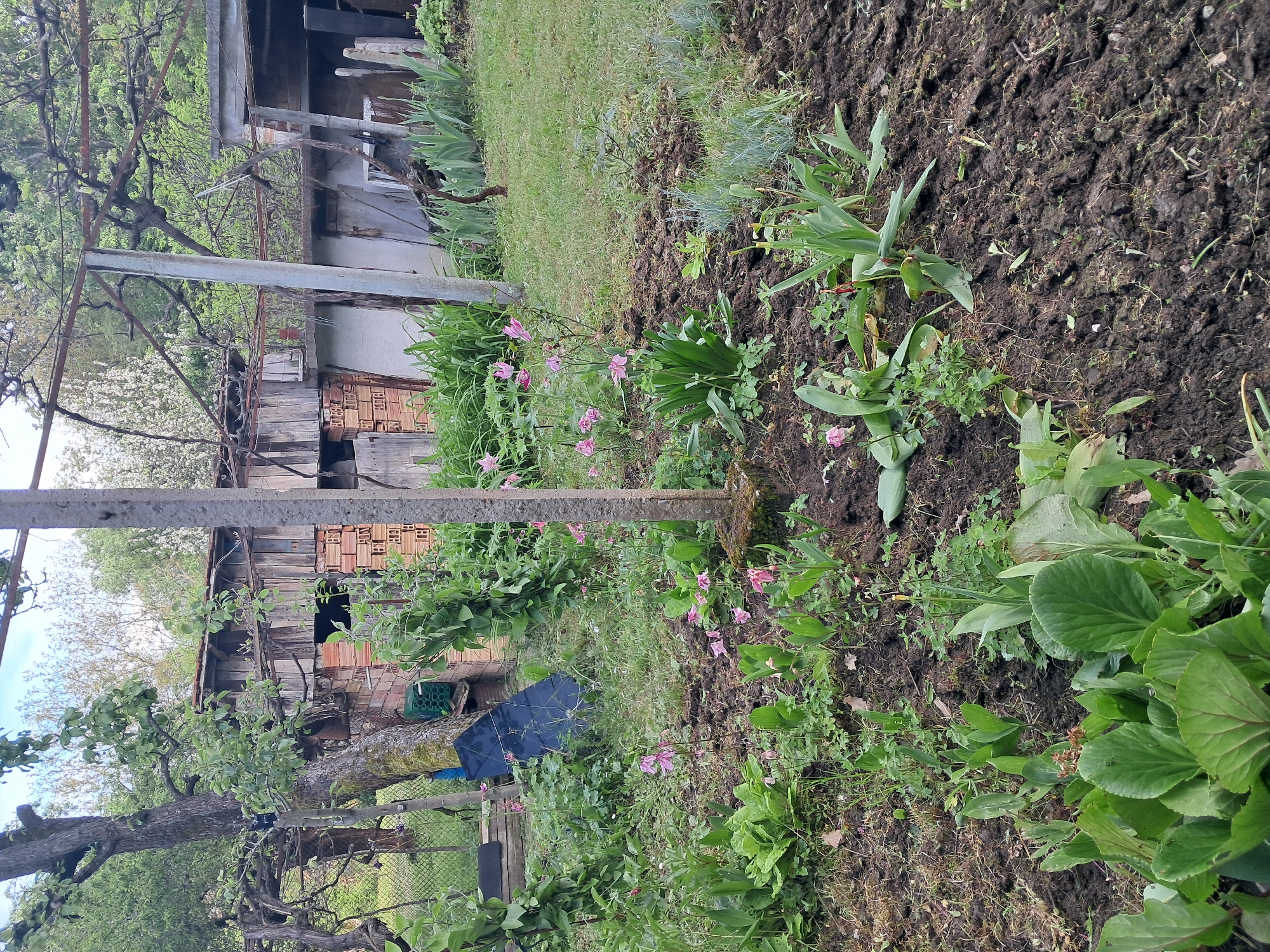 The image shows a garden in Seykovtsi, Bulgaria. The foreground features a patch of dark soil with various plants, including pink flowers and large-leafed plants. A weathered wooden building with brick accents is visible behind the garden. A metal utility pole stands amidst the vegetation. A chain-link fence and trees are also present.