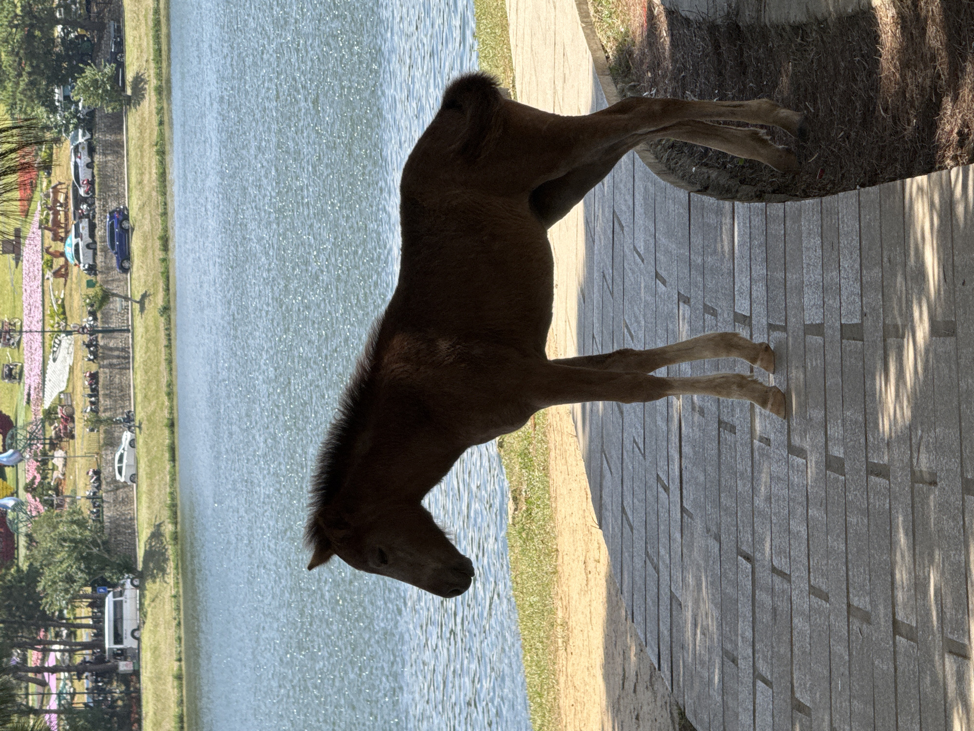 A brown foal stands on a paved walkway next to a lake in Da Lat, Vietnam. The foal is facing left, with its head down. The lake is blue and calm, and there are trees and flowers in the background. Cars and a white van are visible on a road behind the trees. The walkway is made of rectangular gray pavers, and a grassy area with some dry leaves is on the right side of the foal. Shadows from trees fall across the walkway, indicating it is daytime.