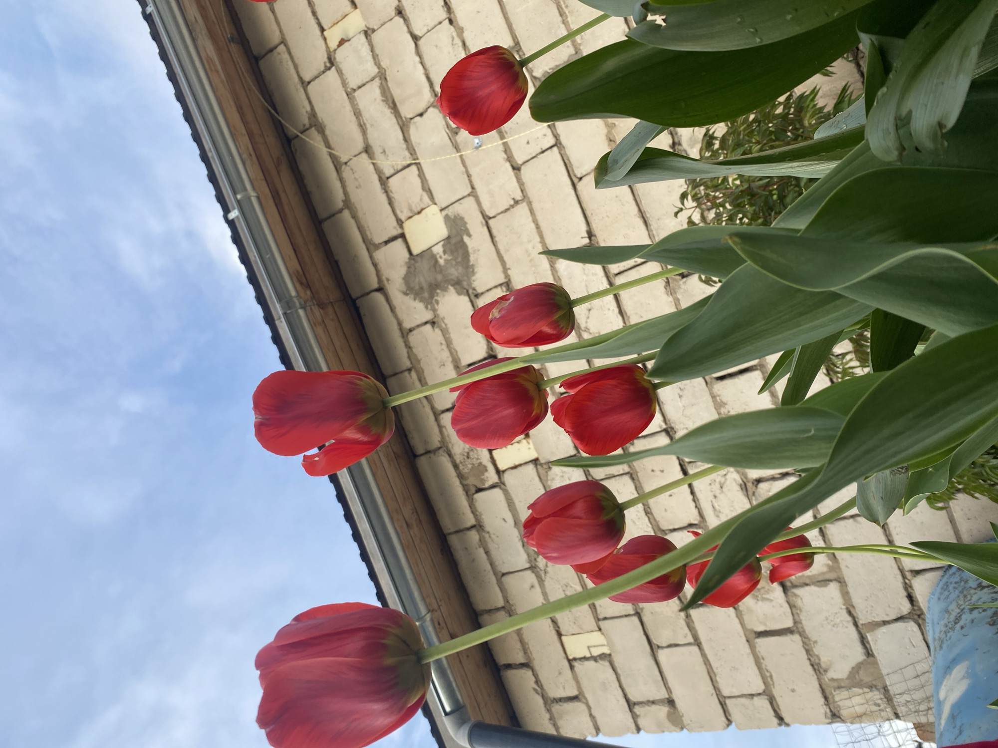 A low-angle shot captures red tulips in front of a light-colored brick wall and a cloudy blue sky. The location appears to be outdoors, possibly in a garden area. No people are visible in the image. Based solely on the image, determining the specific location in Chaikovsky, Russia is not possible.