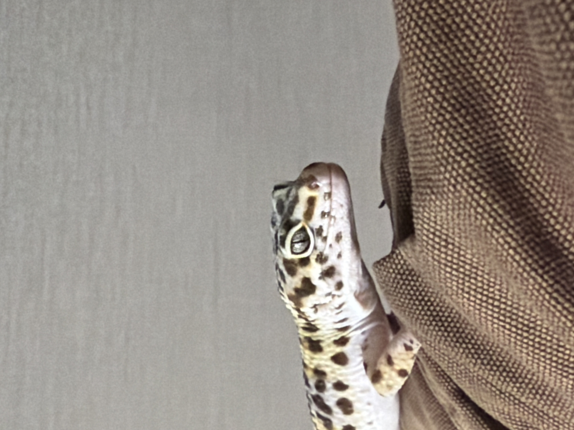 A leopard gecko is perched on a brown textured fabric. The gecko is predominantly white with black and brown spots, and is looking toward the left side of the image. The background behind the gecko and fabric is a plain grey surface. The location is not specified in the image.