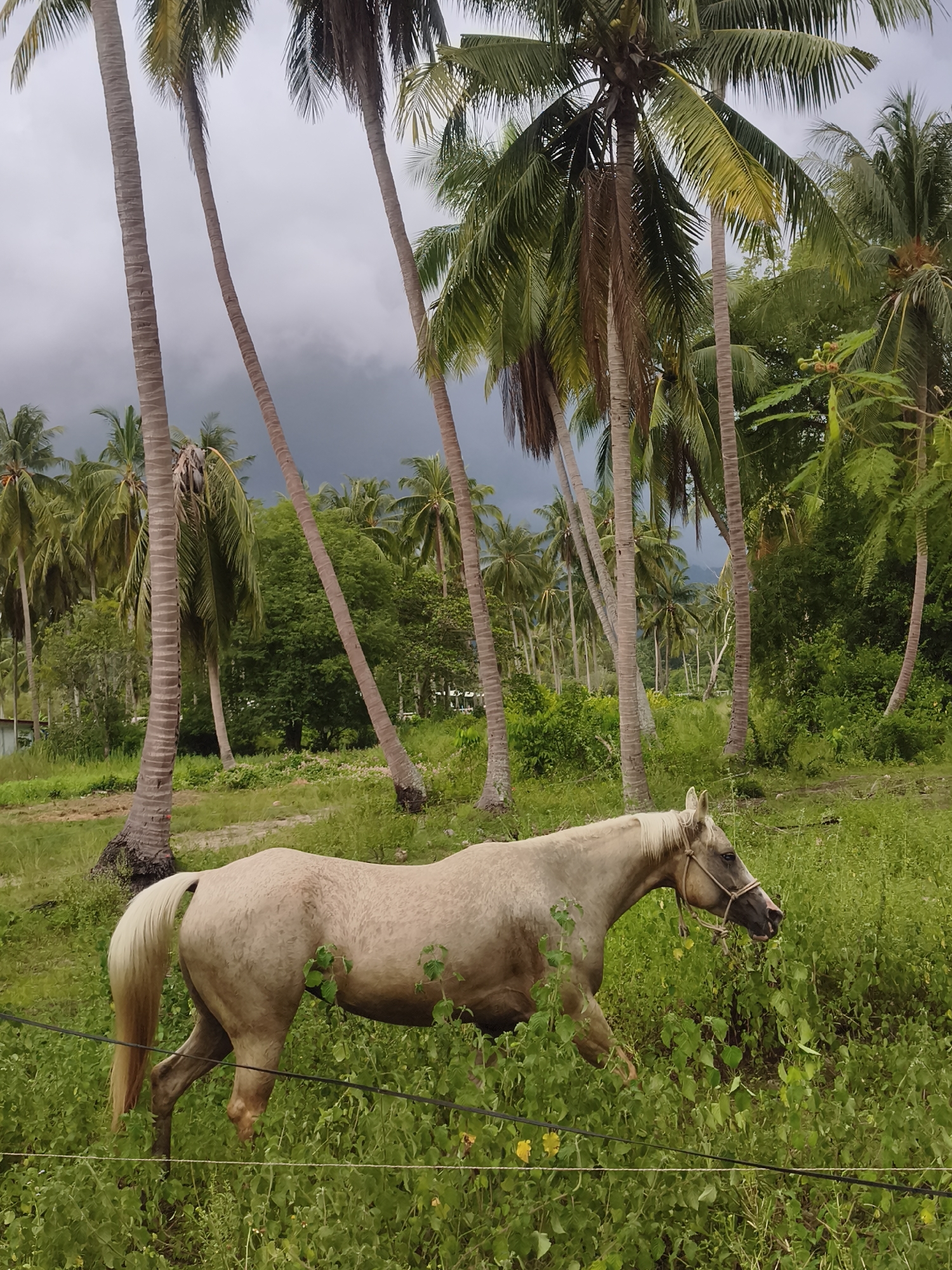 A pale horse with a blonde mane and tail is grazing in a grassy field. The horse is wearing a halter. In the background, numerous tall palm trees with green fronds are visible. Beyond the palm trees, there is lush green foliage and dark, cloudy skies. The scene appears to be a rural area, likely in a tropical climate. The location is identified as Ko Samui District, Thailand.