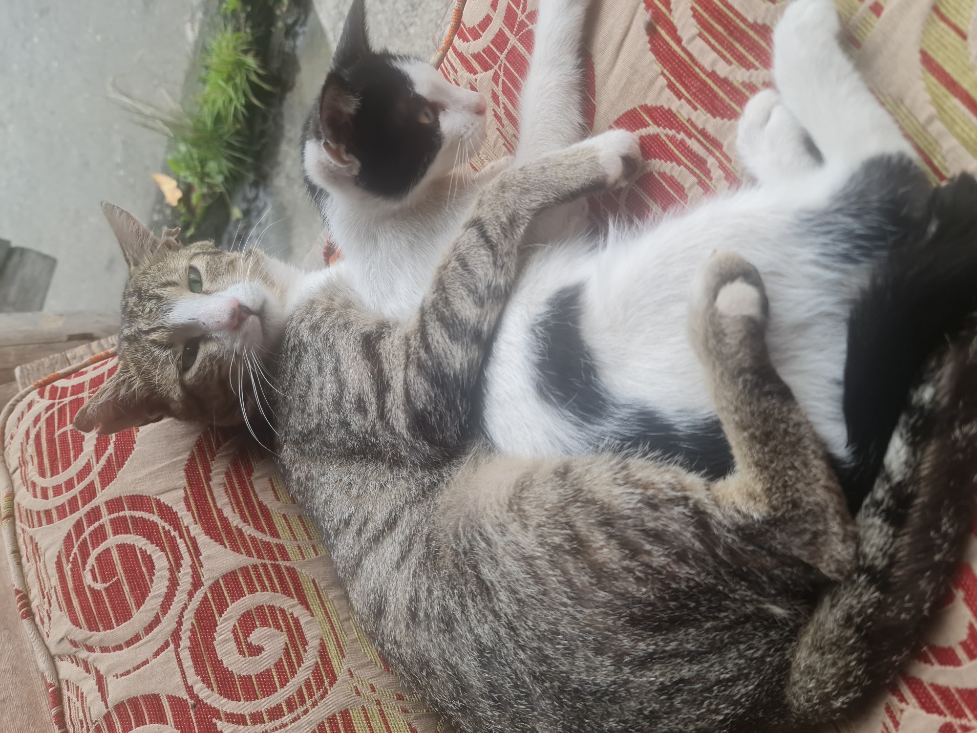 Two domestic cats are resting on a patterned cushion outdoors. The cat in the foreground is predominantly white with black markings on its head and tail. The second cat, positioned behind and partially on top of the first, has a tabby coat of grey and white. Its left paw rests on the white cat's body. The cushion has a red and cream swirling pattern. In the background, out of focus, there is greenery and a concrete surface, suggesting an outdoor setting, possibly a garden or patio.
