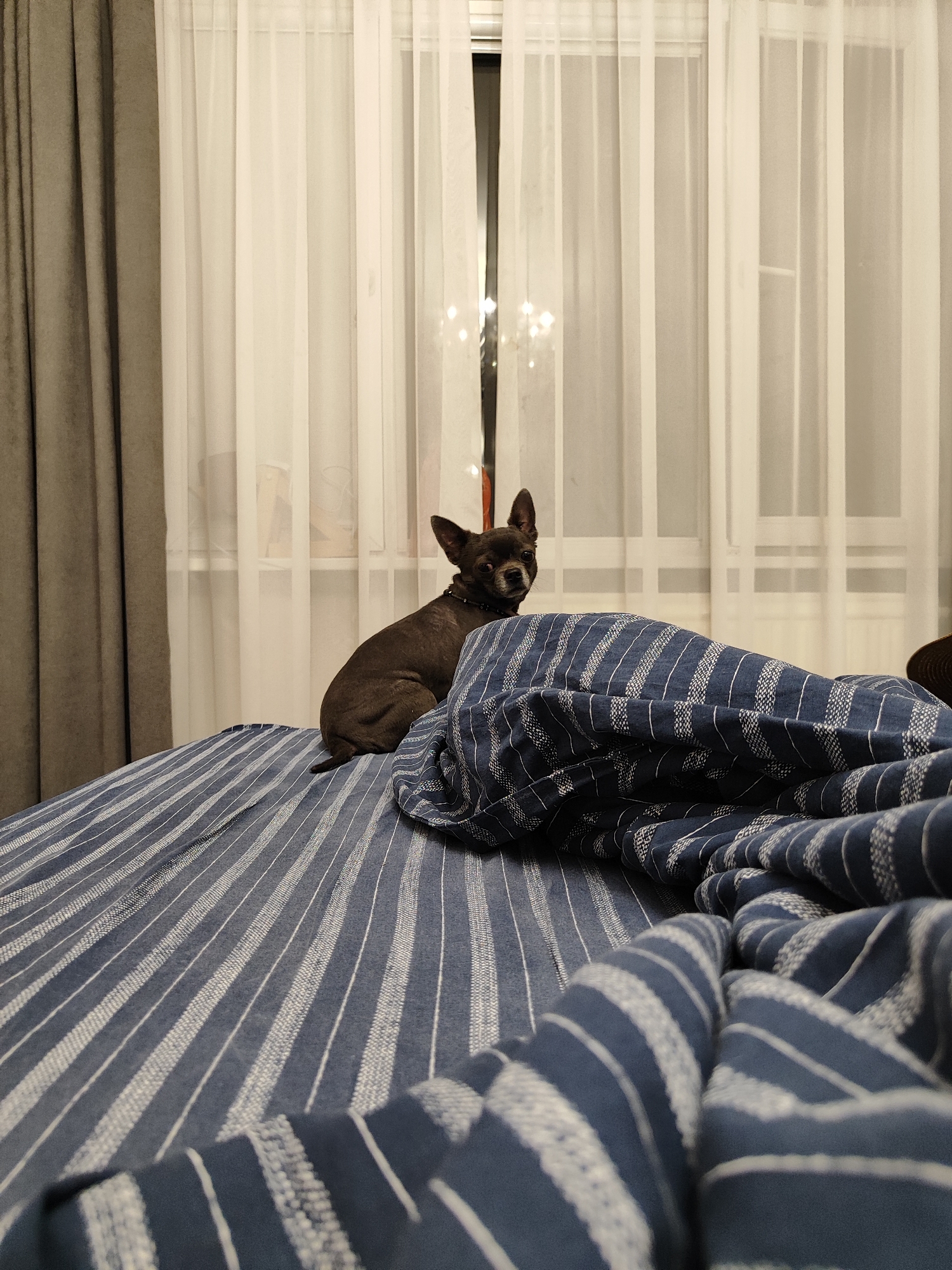 A small, dark-colored dog, likely a Chihuahua or similar breed, sits on a bed covered with blue and white striped bedding. The dog is looking towards the camera with alert eyes, its head slightly tilted. Behind the dog, sheer white curtains are drawn across a window, revealing a glimpse of the outdoors and some subtle interior lighting. To the left of the curtains, a thicker, dark gray curtain is visible. The bed's bedding is a prominent feature, with bold blue and white stripes creating a dynamic pattern. The image appears to have been taken indoors, possibly in a bedroom, during the evening or night, given the lighting conditions. The dog's posture and gaze could suggest curiosity or a moment of stillness, perhaps waiting for attention or observing its surroundings. No visible text is present in the image. The scene is likely set in a residential interior, and given the location context of Almaty, Kazakhstan, it depicts a domestic scene in that city.