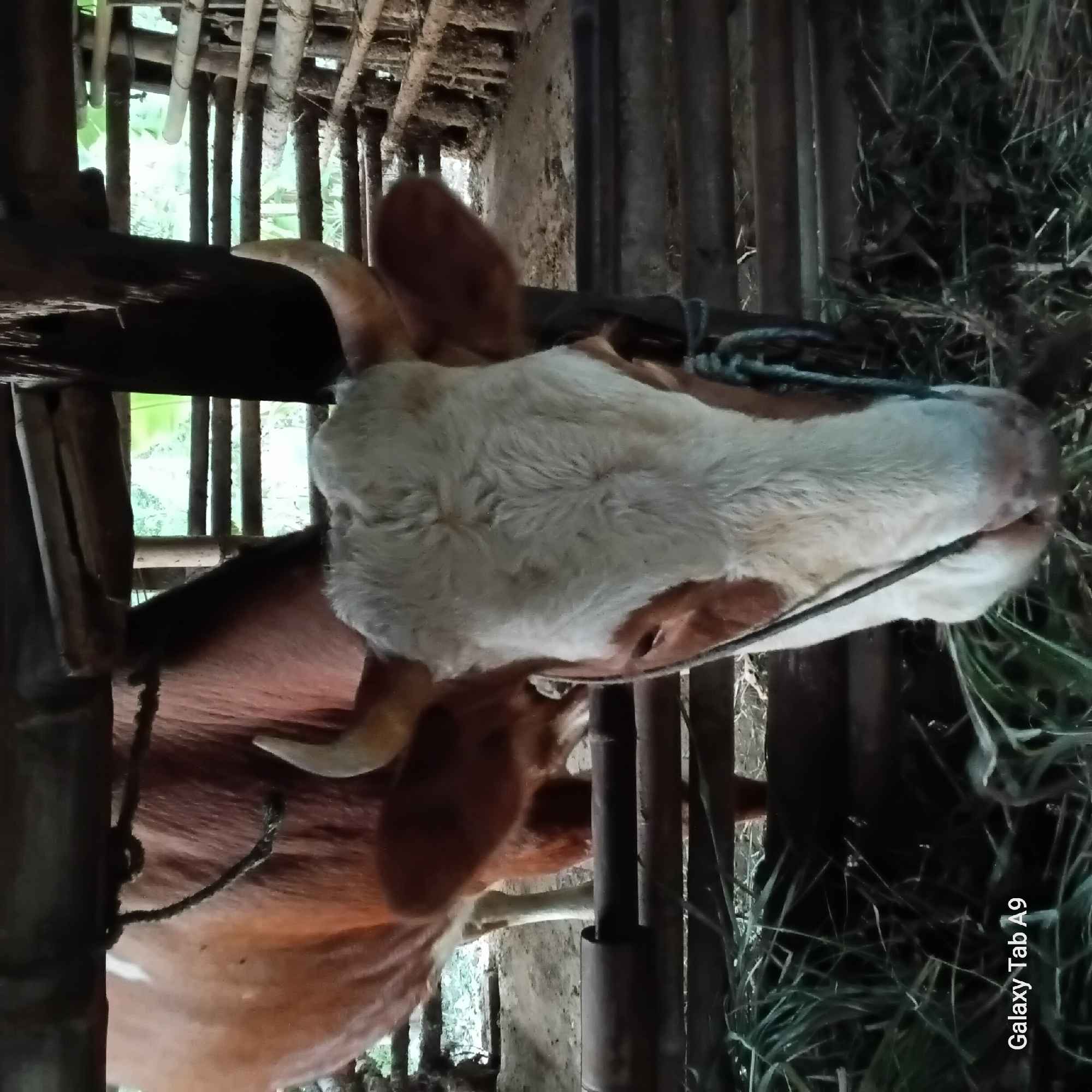 This image shows a close-up view of a cow's head and upper body inside a wooden enclosure in the city of Trenggalek, Indonesia. The cow has brown and white markings. It is eating hay from a feeding trough. The enclosure is made of rough-hewn wood and bamboo. The background is blurred and shows more of the enclosure and some greenery outside. The image is taken from a low angle, focusing on the cow's face. The Samsung Galaxy Tab A9 logo is visible in the bottom left corner of the image.