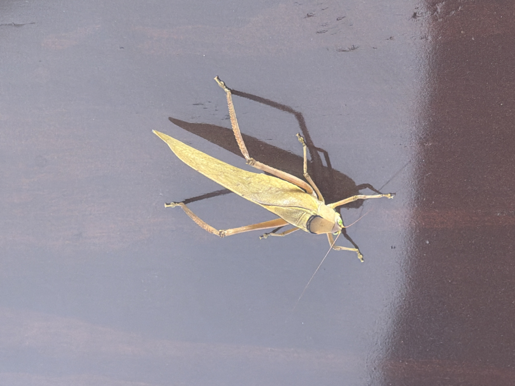 A light-yellow katydid rests on a smooth, dark-brown surface with slight variations in color. The katydid casts a shadow on the surface, with its long legs and wings clearly visible. Its antennae extend forward, and its eyes are a bright green. The location and city are unknown.