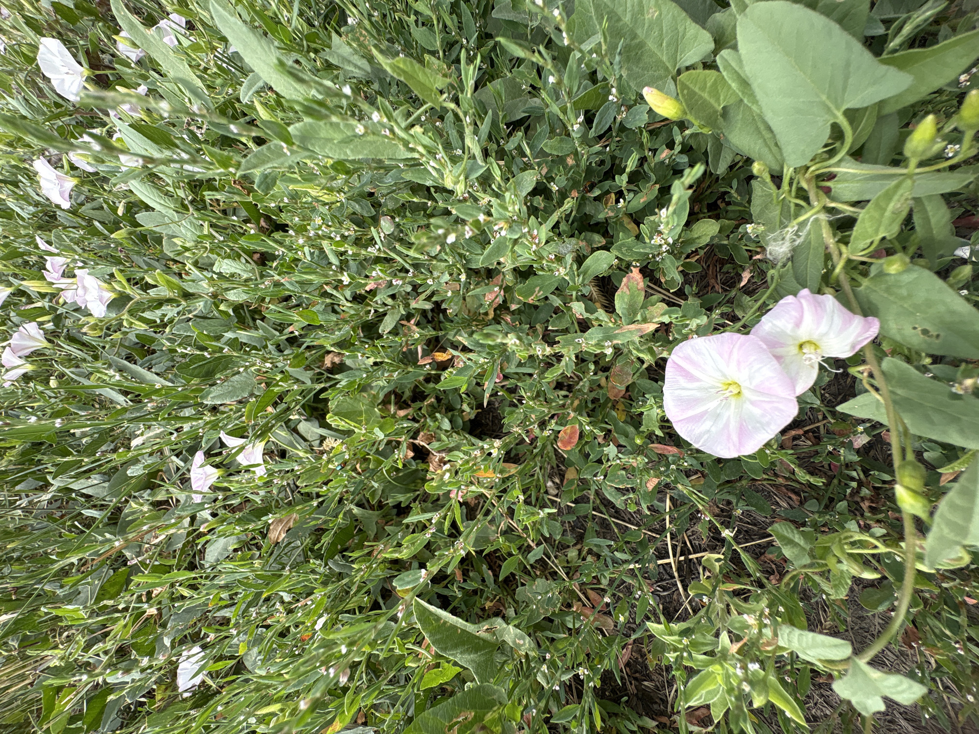 The image shows a close-up view of a patch of field bindweed (Convolvulus arvensis) growing in Astana, Kazakhstan. The foreground features two light pink and white trumpet-shaped flowers, one fully open and the other partially open. Numerous green, arrow-shaped leaves and thin, vine-like stems are visible throughout the frame. Small white buds and tiny white flowers are scattered among the foliage. The ground beneath the plants is a mixture of dry grass, twigs, and soil. The overall impression is that of a wild or uncultivated area.