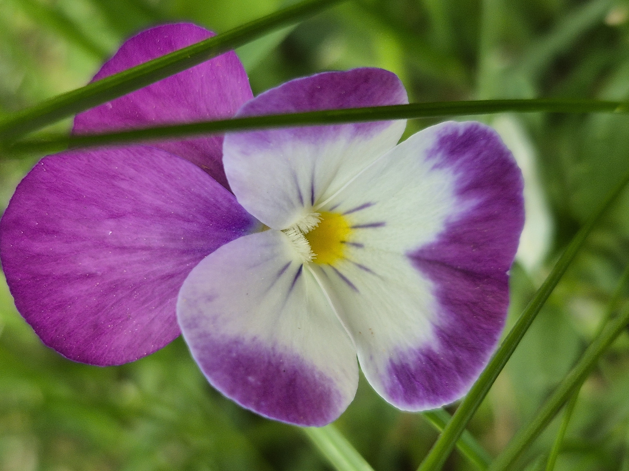 The image shows a close-up of a pansy flower in bloom. The flower has two distinct color patterns: a solid purple petal on the left and a white petal with a purple edge on the right. The center of the flower is yellow. Green blades of grass are visible in the foreground and background, blurring the context of the image location. There are no people or other objects of note. The precise location within Unknown, Unknown, cannot be determined from the available information.