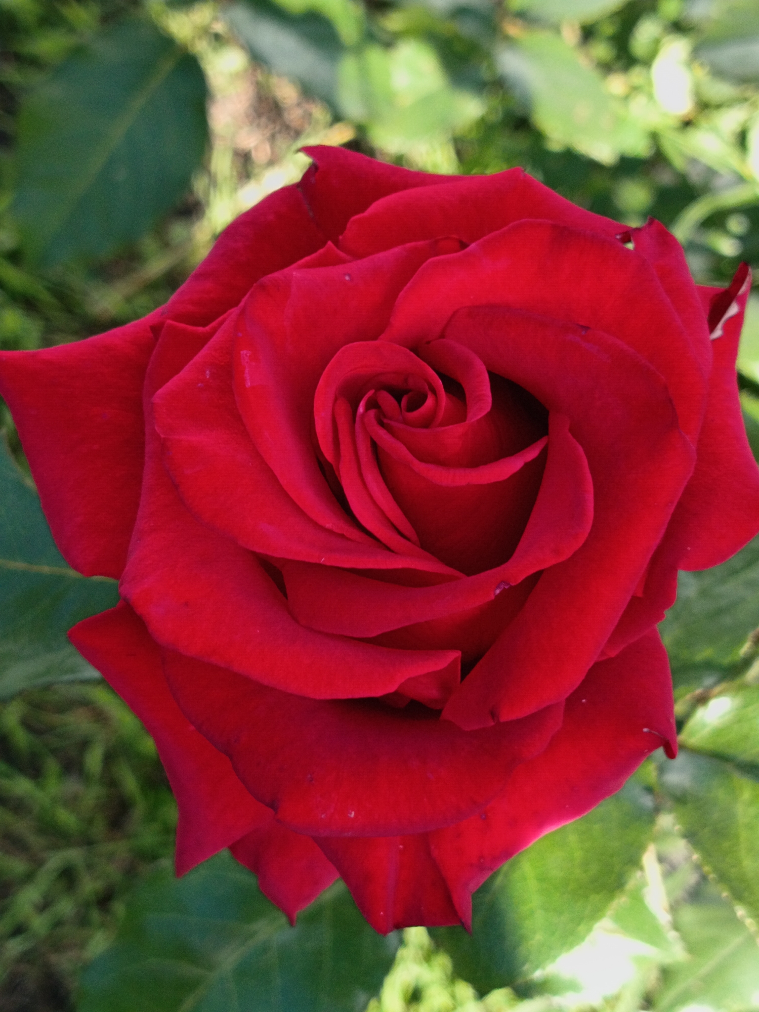 This is a close-up, top-down view of a vibrant red rose. The rose is in full bloom, with its petals tightly curled in the center and gradually unfurling outwards. The texture of the petals appears soft and velvety. Small, glistening droplets, possibly dew or water, are visible on some of the petals.
The rose is set against a backdrop of green foliage, which is blurred and out of focus, emphasizing the rose as the main subject. The lighting suggests it might be daytime, with sunlight filtering through the leaves, creating bright highlights and soft shadows. There is no visible text in the image. The overall mood is one of natural beauty and tranquility. The setting appears to be an outdoor garden.