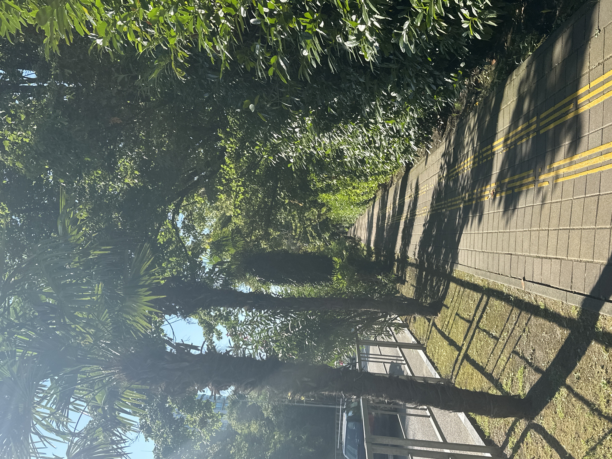 The image shows a sun-drenched pedestrian walkway lined with palm trees and lush green foliage. The walkway is paved with square tiles and features raised tactile paving with yellow lines, indicating it is accessible for visually impaired individuals. On the left side of the walkway, a metal fence separates it from a street where a dark-colored car is parked. The sun casts long shadows across the path from the trees, creating a dappled light effect. The overall scene suggests a warm, pleasant day in a city with abundant greenery and a focus on accessibility. This scene is consistent with the environment found along the coast of Sochi, Russia, known for its subtropical climate and well-maintained public spaces.