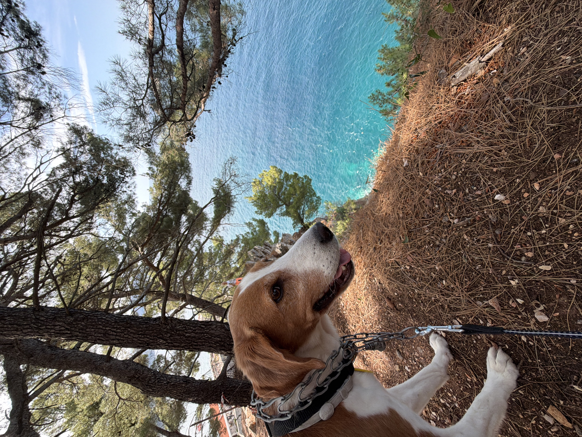 A medium shot of a tan and white beagle on a leash standing on a hillside overlooking the Adriatic Sea in Petrovac centar, Montenegro. The dog's head is turned slightly upward and to the right, its tongue visible. The collar appears to be a choke chain. In the background, the turquoise sea is visible through the trees and foliage on the hillside. The ground is covered in brown pine needles. Bare branches and trees frame the shot. The sky is visible through the trees in the upper left corner.