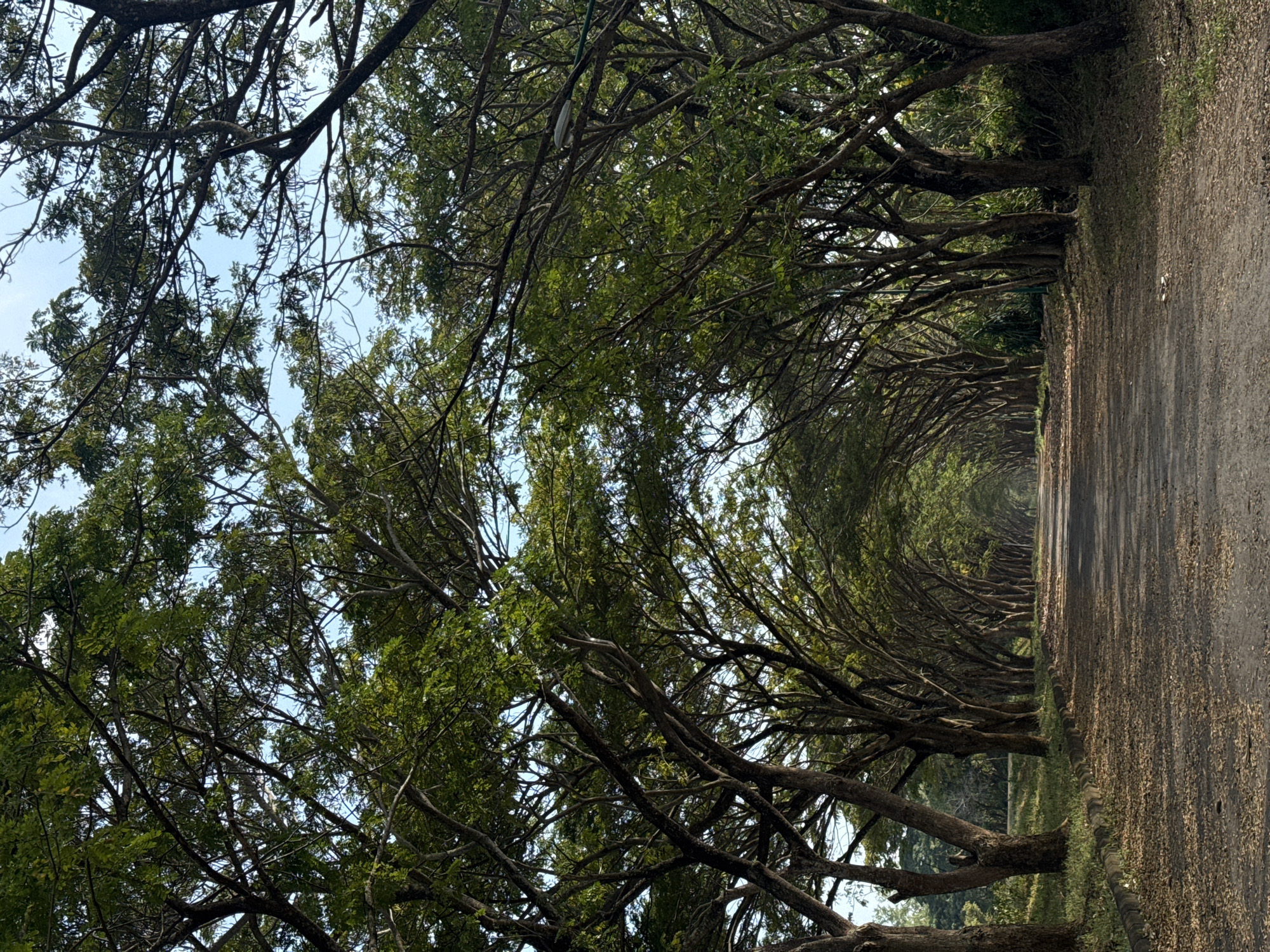 An asphalt road, lined with mature trees on both sides, curves into the distance. The trees have thick trunks and branches that arch over the road, creating a natural tunnel effect. Their leaves are a vibrant green, and the ground beneath them is covered with fallen leaves and small stones. The sky is a clear blue, with dappled sunlight filtering through the canopy. The scene appears to be a peaceful, shaded pathway, possibly in a park or along a quiet road. There are no people or animals visible in the image. The location of Kuta Selatan, Indonesia is unknown from the image alone.