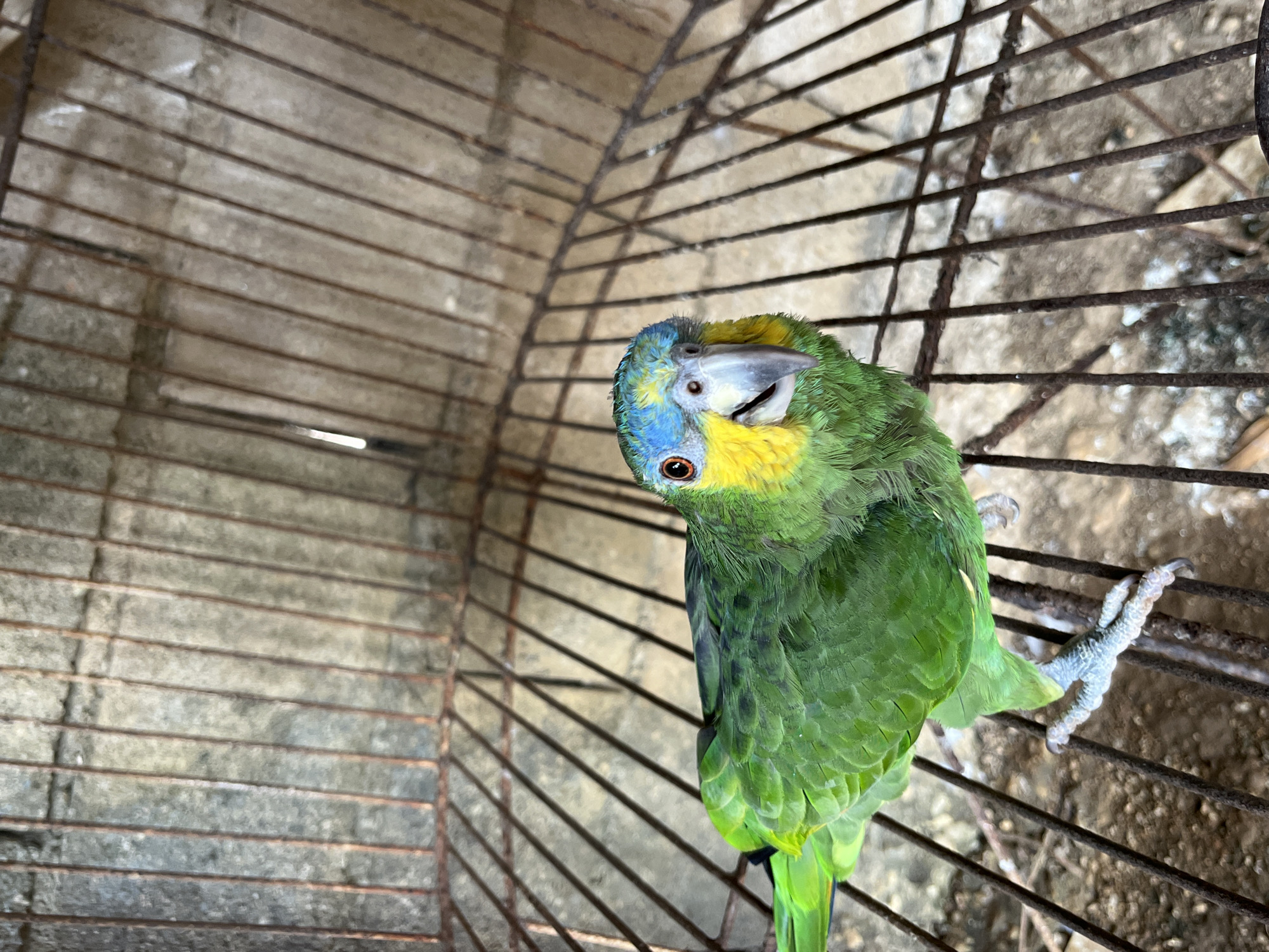 The image displays a vibrant green parrot, likely an Amazon parrot, situated inside a metal cage. The parrot is positioned on the right side of the frame, holding onto the rusty cage bars with its light-colored talons. Its head is tilted sharply, and it appears to be looking upwards towards the camera with an inquisitive expression.
The bird's plumage is primarily green, featuring distinct yellow feathers on its forehead and around its eyes, complemented by blue feathers above its beak and on its crown. Its beak is a light, whitish-grey, and its eye is a warm brown.
The cage is constructed from numerous metal bars that show signs of rust and age, indicating potential outdoor exposure or a humid environment. The bars form a curved structure, particularly noticeable in the upper and left sections of the image. Through and behind the cage, a textured, light-grey concrete or stone surface is visible, possibly the ground or a wall, which appears worn and may have some debris. The lighting suggests it is daytime. There is no visible text in the image. This scene is located in Tinaquillo, Venezuela.