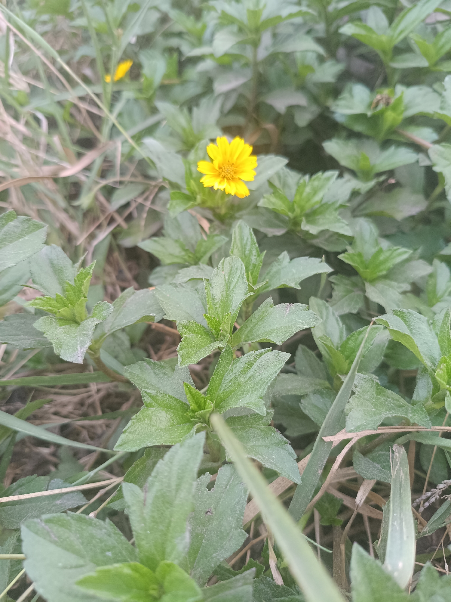A single, small yellow flower with visible petals and a dark center is in bloom, surrounded by dense green foliage and dry grass. The image is a close-up shot, capturing the detail of the flower and the textured leaves. The lighting appears to be natural, suggesting an outdoor setting. The environment is consistent with a grassy area or garden, possibly in Kadununggal, Indonesia, given the context. There are no people or animals visible in the frame. The focus is on the natural elements of the scene.