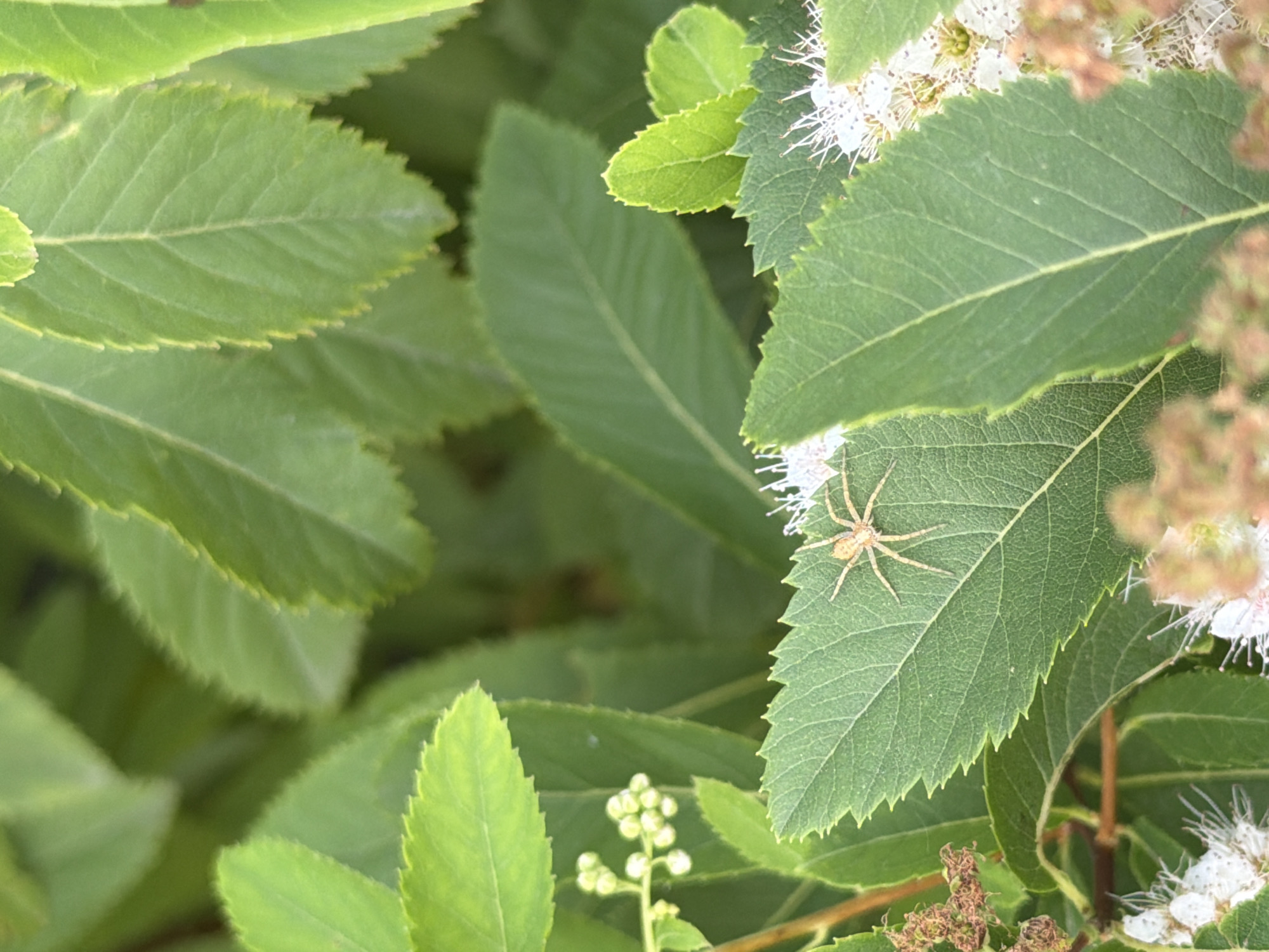 A small, light brown spider with long, slender legs is positioned on a green leaf, which has serrated edges and visible veins. The spider is facing to the left, with its legs spread out. The leaf it rests on is slightly tilted upwards. In the background, a cluster of small, white flowers with thin petals and prominent stamens are visible, along with more green leaves and some dried, brown plant material. The overall scene is a close-up view of natural elements, likely outdoors in a garden or natural setting. There are no people or buildings visible.