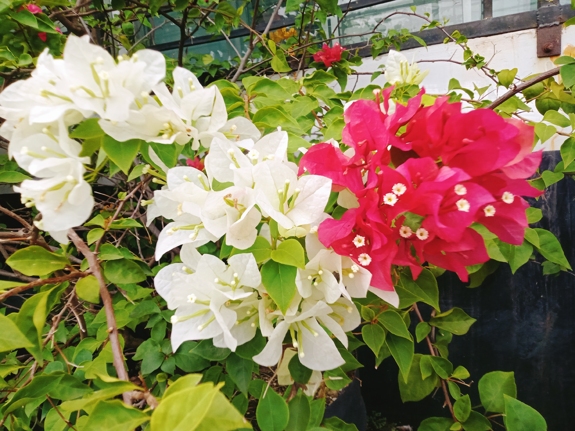 The image shows a close-up view of bougainvillea flowers in various colors, including white and bright pink, amidst lush green foliage. The flowers are in bloom, with some showing small white stamen and pistils. The background is partially visible, revealing branches and what appears to be a white wall with a dark, possibly metallic, structure. This scene is located in Sunggal, Indonesia, amidst its natural and urban environment.