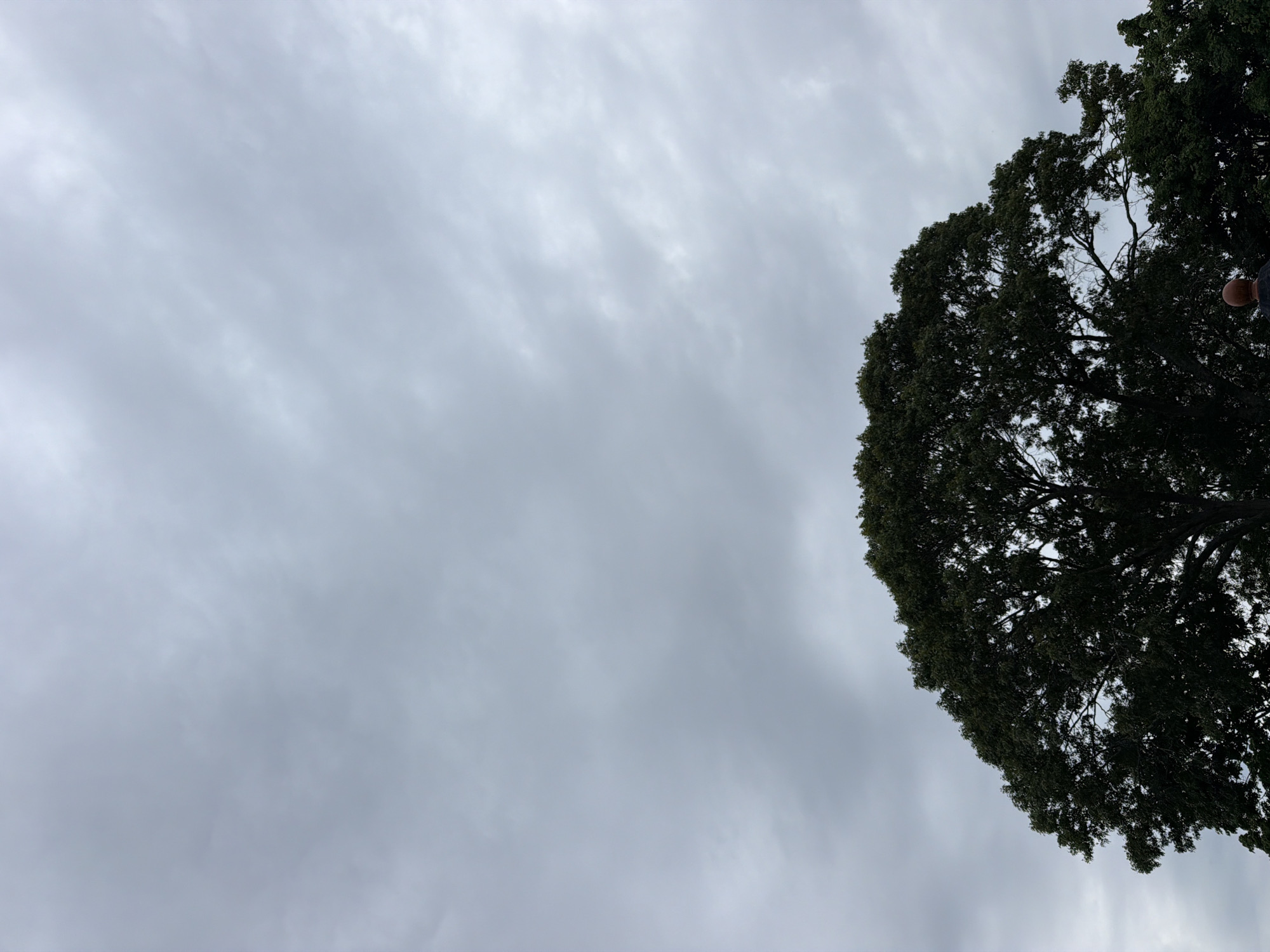 The image depicts a cloudy sky with a large, dark green tree dominating the lower half of the frame. The tree's branches are dense with leaves, silhouetted against the overcast sky. The top of a person's head, with reddish-brown hair, is visible at the very bottom center of the image, suggesting they are looking up at the tree or the sky. The environment appears to be outdoors, possibly in a park or a residential area within Riverhead, United States of America, given the presence of the mature tree and the man. The lighting is diffused, typical of a cloudy day.