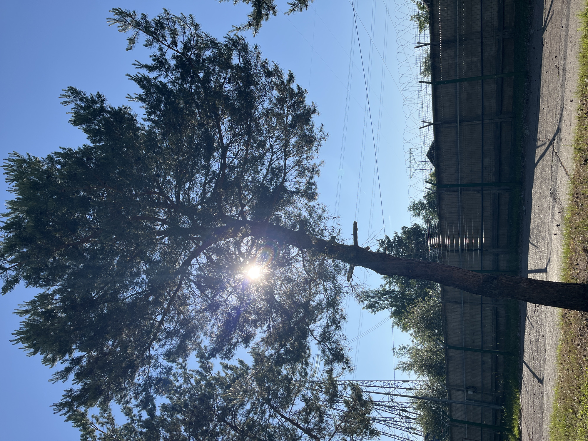 The image captures a view of a pine tree in the foreground, silhouetted against a clear blue sky. Sunlight beams through the tree's branches, creating a lens flare effect. Behind the tree, a tall, industrial metal structure, possibly a power line pylon, is visible on the left. A long, dark fence, topped with barbed wire, stretches across the middle ground. Beyond the fence, a cluster of trees and buildings can be seen, with more power lines running horizontally across the sky. The ground in the foreground consists of a paved surface and a strip of grass. The scene appears to be an outdoor industrial or utility area, possibly on the outskirts of the city of Chaikovsky, Russia, given the presence of industrial infrastructure and the landscape. No people or animals are present in the image.