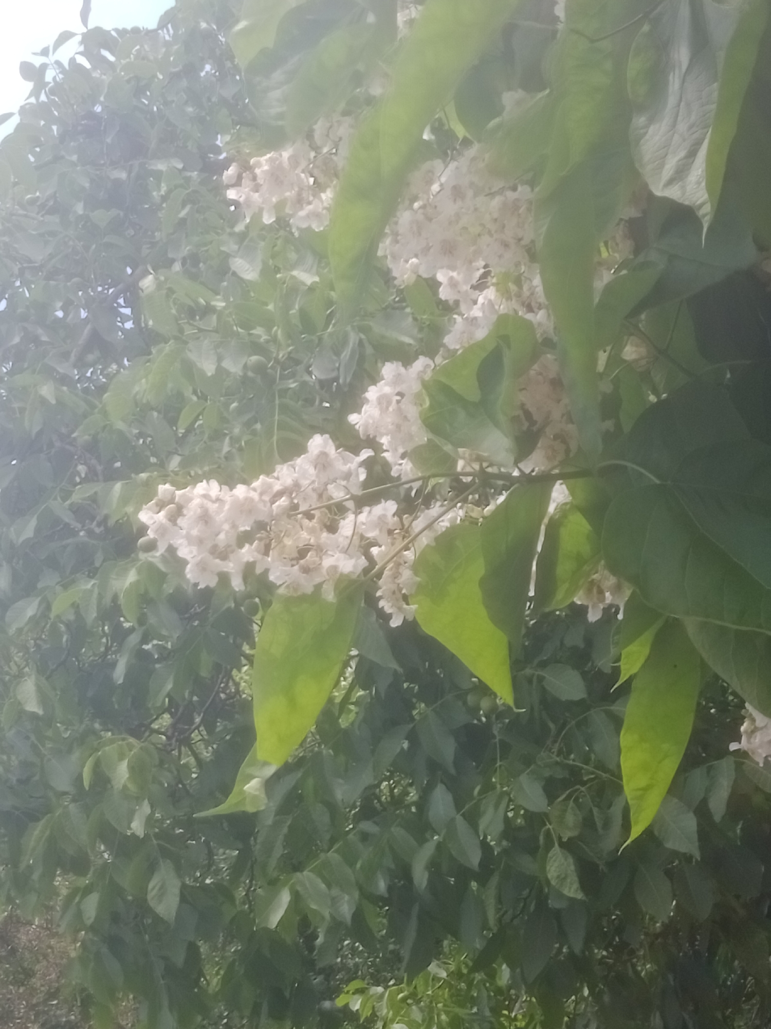 The image shows a cluster of white flowers blooming on a tree branch. The flowers are small and delicate, with multiple petals. They are arranged in a panicle, which is a branched cluster of flowers. The leaves of the tree are green and broad, with some of them casting shadows on the flowers. The overall impression is one of lush greenery and abundant blossoms, suggesting a spring or summer scene. The image is taken from a slightly elevated angle, looking up at the tree. The lighting is bright, with sunlight filtering through the leaves and creating a slightly hazy effect. The background is a blur of green foliage and sky, indicating that the tree is outdoors and possibly in a park or garden setting. The specific location in Horishni Plavni, Ukraine, is not discernible from the image itself.