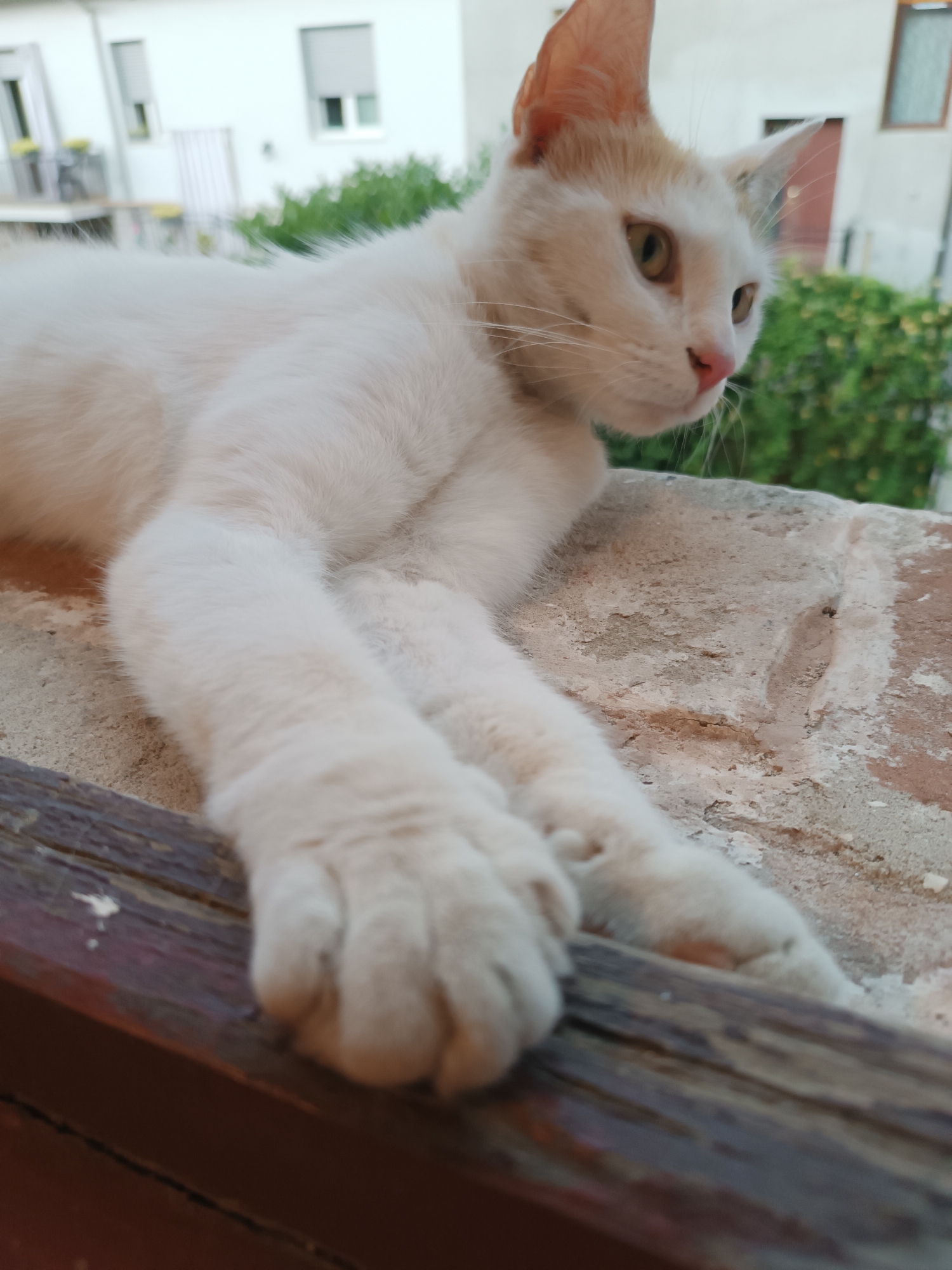 A cat is lying on a ledge outdoors, appearing to be resting or sunbathing. The cat is primarily white with some orange markings on its head. Its front paws are extended over the edge of the ledge. The background shows a building and some greenery. The location is likely Viadana, Italy, based on visual analysis.