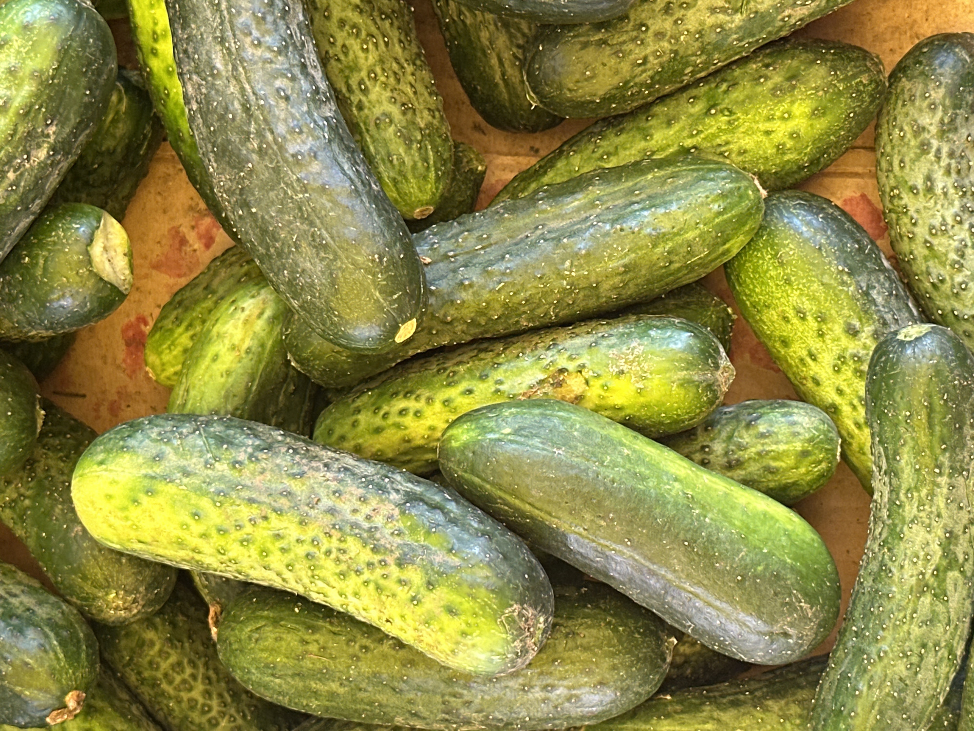 A close-up, overhead, full frame shot shows a large pile of bumpy, green cucumbers. The cucumbers vary in shade from a deep forest green to a brighter, almost yellow-green. Some have slight blemishes or variations in color, suggesting they are fresh produce. The background is a light brown, textured surface, possibly a wooden crate or table, with some areas of reddish-brown staining. The lighting is bright, casting subtle shadows between the vegetables. There are no people, animals, or visible signs of a specific location within a city.