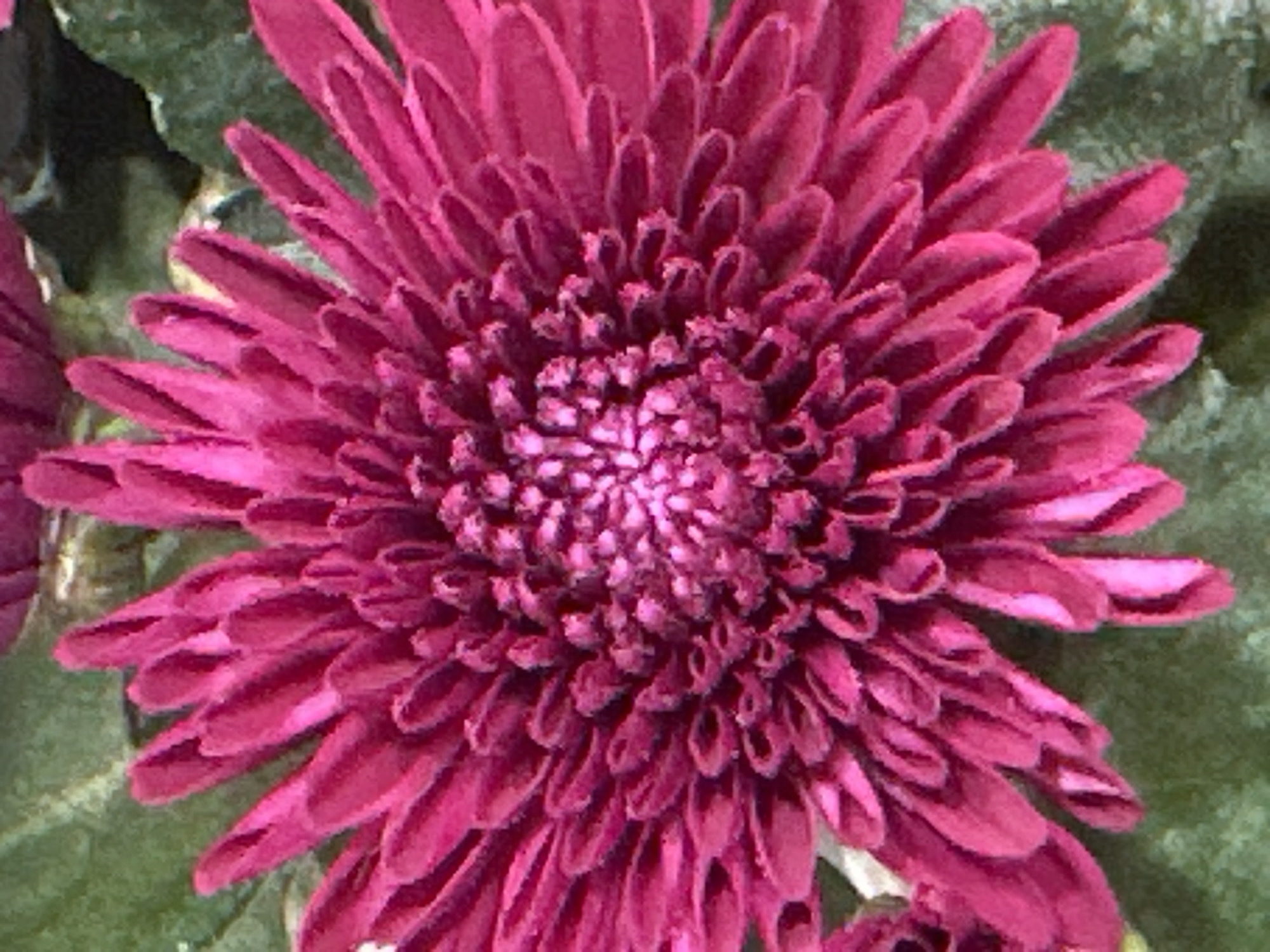 A close-up, eye-level, vertical shot shows a vibrant, fuchsia-colored chrysanthemum flower. The flower's petals are tightly packed, forming a dense, layered bloom with a complex, intricate center. The background is softly blurred, revealing hints of green foliage and a textured, possibly rough surface. The lighting highlights the texture and depth of the petals, creating a sense of softness and detail. The image was taken in Camp Hill, United States of America.