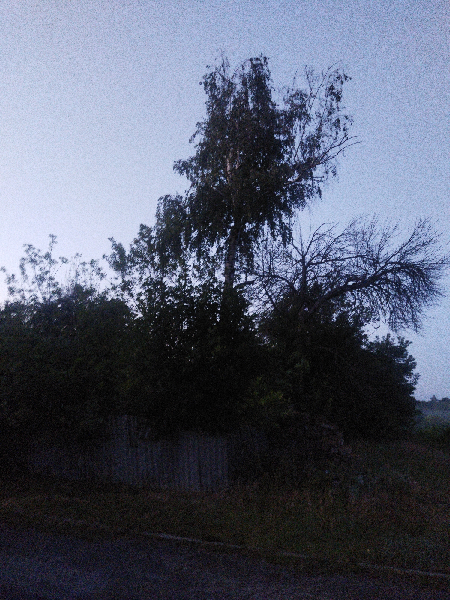 The image depicts an outdoor scene at dusk, with a pale blue sky suggesting the transition from day to night. Silhouetted against the sky are several trees, some with dense foliage and others bare with intricate branches. In the foreground, a weathered, corrugated metal fence runs horizontally across the lower portion of the frame, partially obscured by dark vegetation. To the left and right of the fence, dense bushes and trees create a shadowy, almost impenetrable barrier. The ground in front of the fence appears to be a rough surface, possibly a road or path, leading into the darkness. In the distance, beyond the trees, a faint horizon line suggests a landscape that is indistinct in the fading light. The overall mood is somber and still, evoking a sense of quietude or perhaps even desolation. There is no visible text. The setting, identified as Sosnivka, Ukraine, combined with the twilight atmosphere and rural-looking vegetation, suggests a quiet evening in a possibly semi-rural or natural environment.