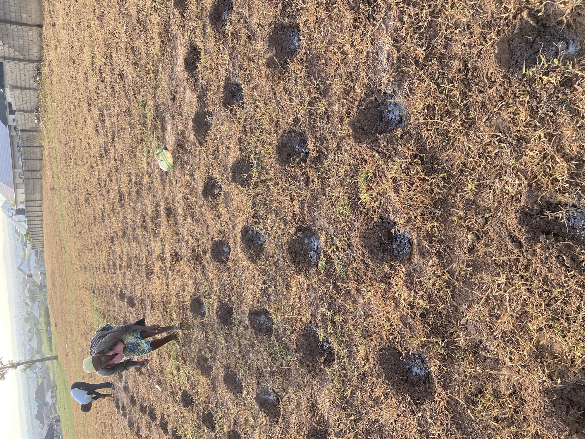 In New Nyanya, Nigeria, two people are bent over in a field preparing it for planting. The field is covered in dry grasses with regularly spaced holes that have been dug, each containing a small amount of a white substance. In the background are houses and other buildings.