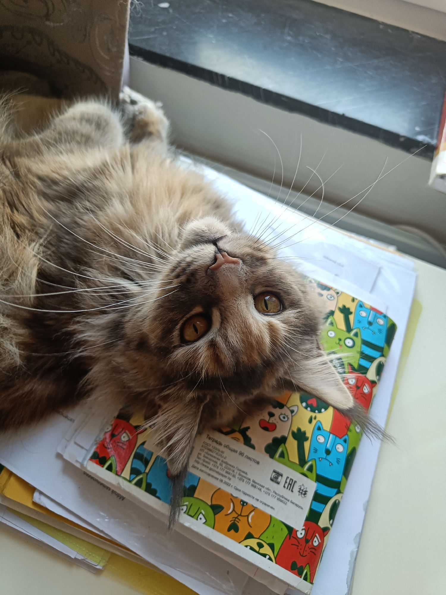 A fluffy, brown tabby cat lies on its back on top of a stack of papers and a notebook with cartoon cats printed on the cover. The cat is indoors, possibly on a windowsill, with a dark window in the background. The cat's eyes are open and focused on the viewer. The OCR text on the notebook includes the words "Тетрадь общая 96 листов" (General notebook 96 sheets) and details about the factory, suggesting it is made in Belarus.