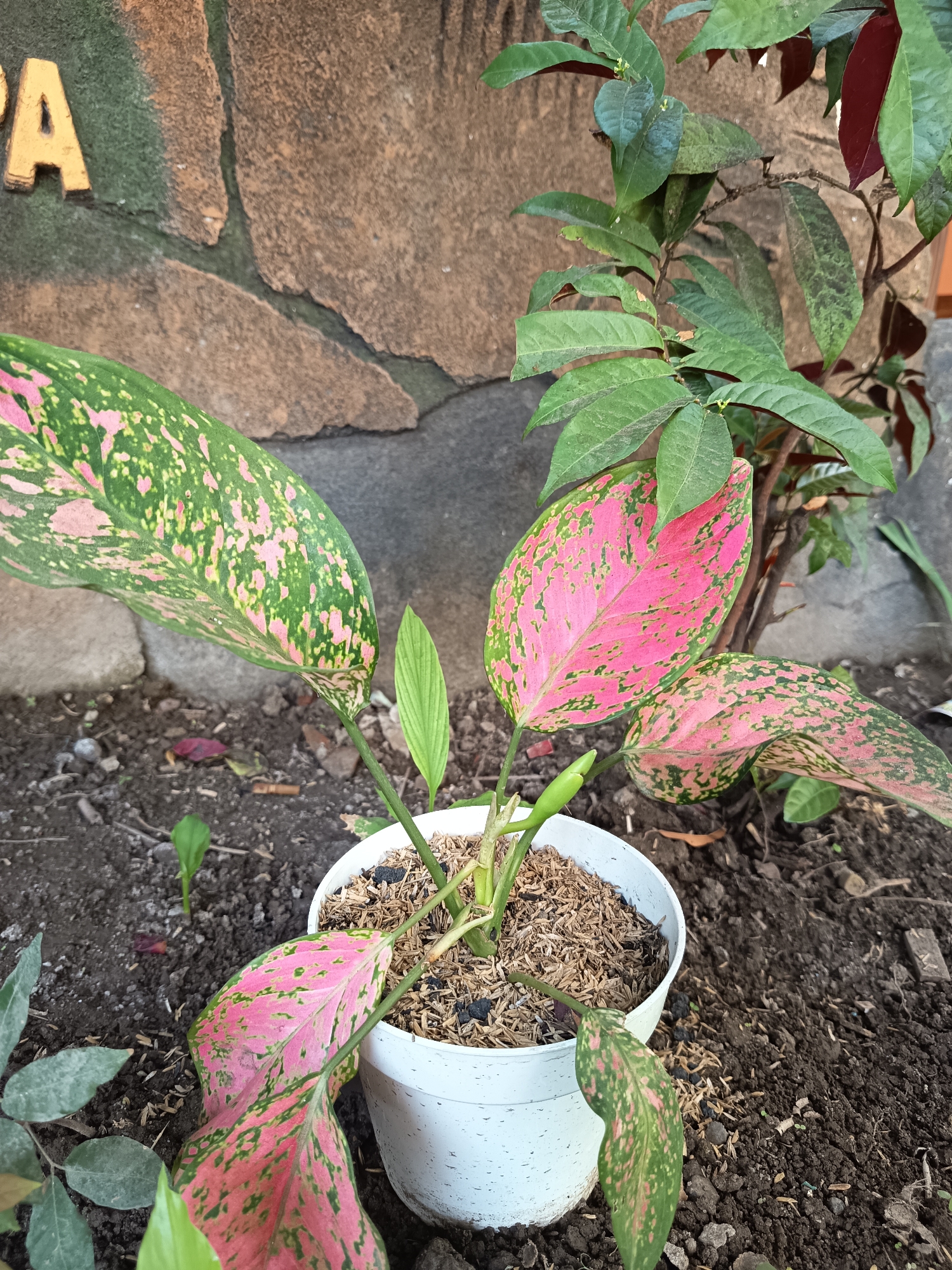 A medium shot captures a potted Aglaonema plant with vibrant pink and green patterned leaves, placed on dark soil. The plant is in a white plastic pot, and the soil is covered with wood chips. Behind the Aglaonema, a darker green plant with reddish-brown undersides of leaves is visible. The background consists of a textured stone wall with a dark green grout, and a golden letter "A" is affixed to the wall in the upper left quadrant. The scene appears to be outdoors, possibly in a garden or yard in Widoro, Indonesia. There are no people or animals visible.