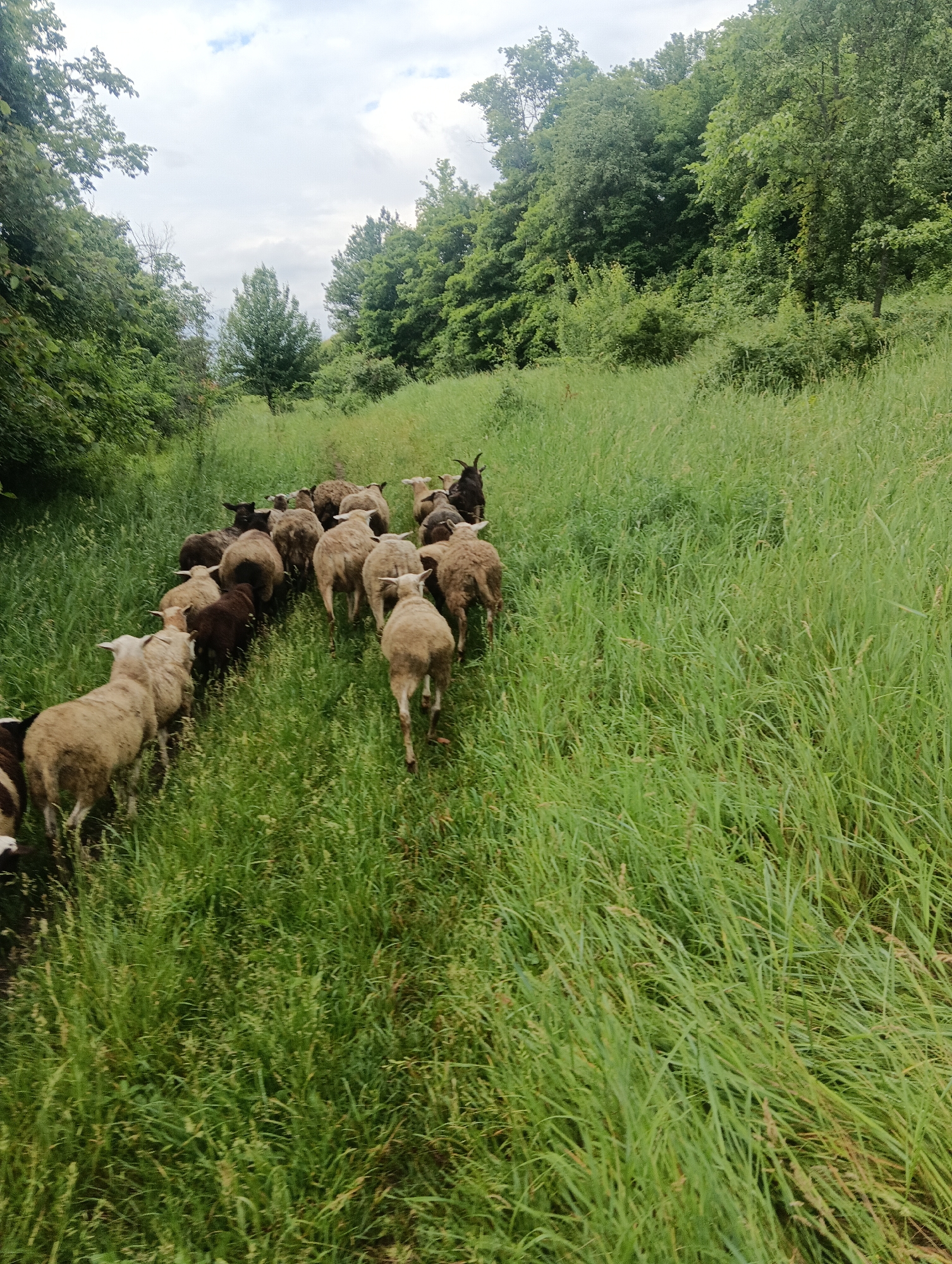 A herd of sheep walks on a grassy path through a wooded area. The sheep are of various colors, including white, brown, and black. They are all facing away from the camera and moving in the same direction. The path is surrounded by tall grass and trees. The sky is cloudy.