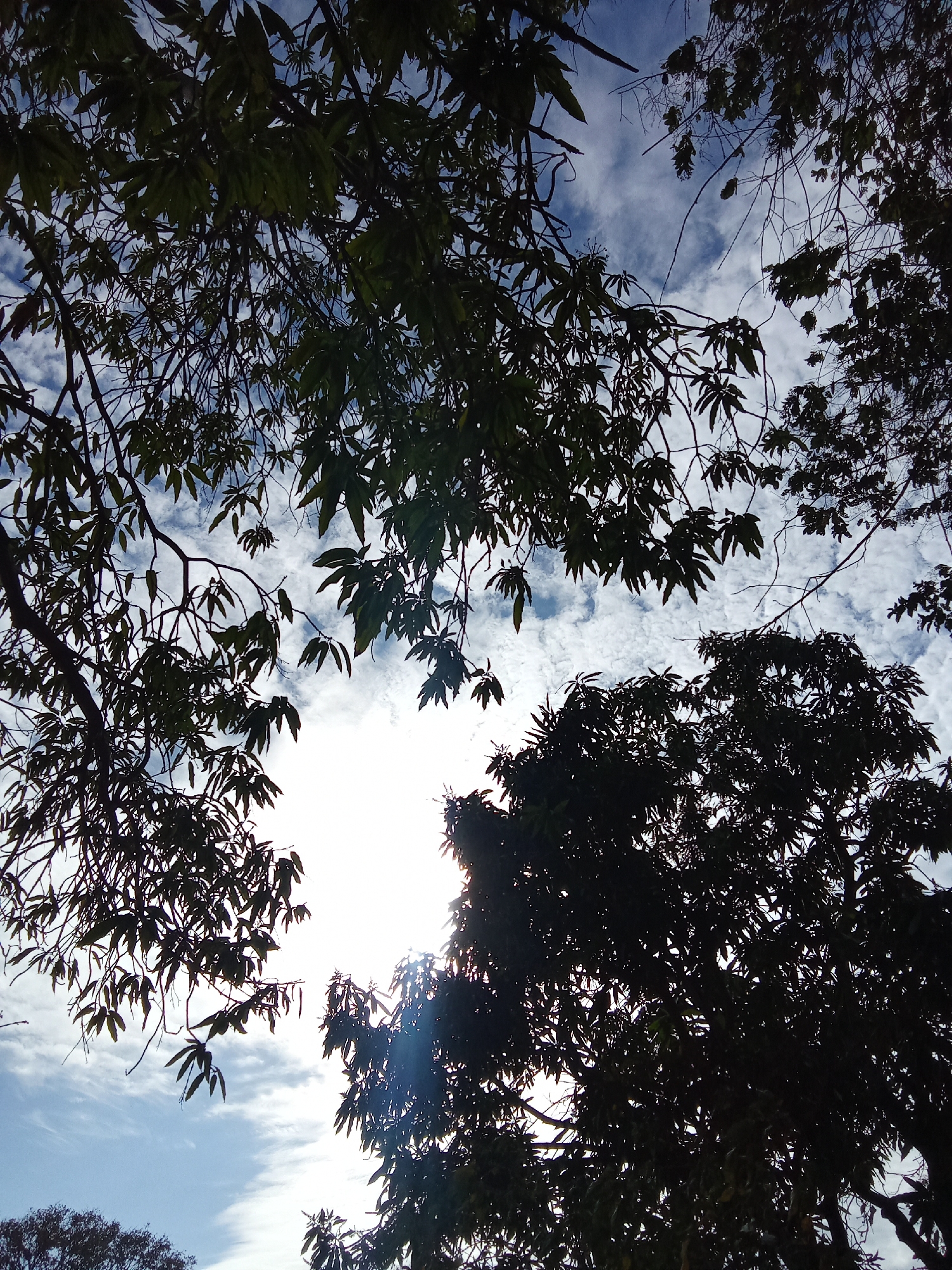 The image shows a view looking up through the silhouetted branches of trees towards a sky with scattered clouds. The sun is positioned low in the frame, obscured by the trees, creating a bright glare. The exact location within Juan Griego, Venezuela cannot be determined with the available information.