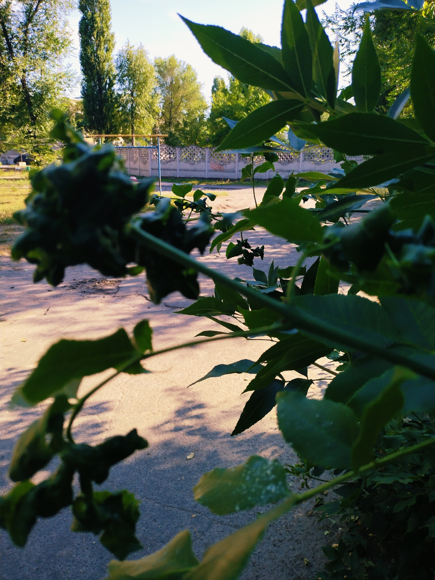 Memory