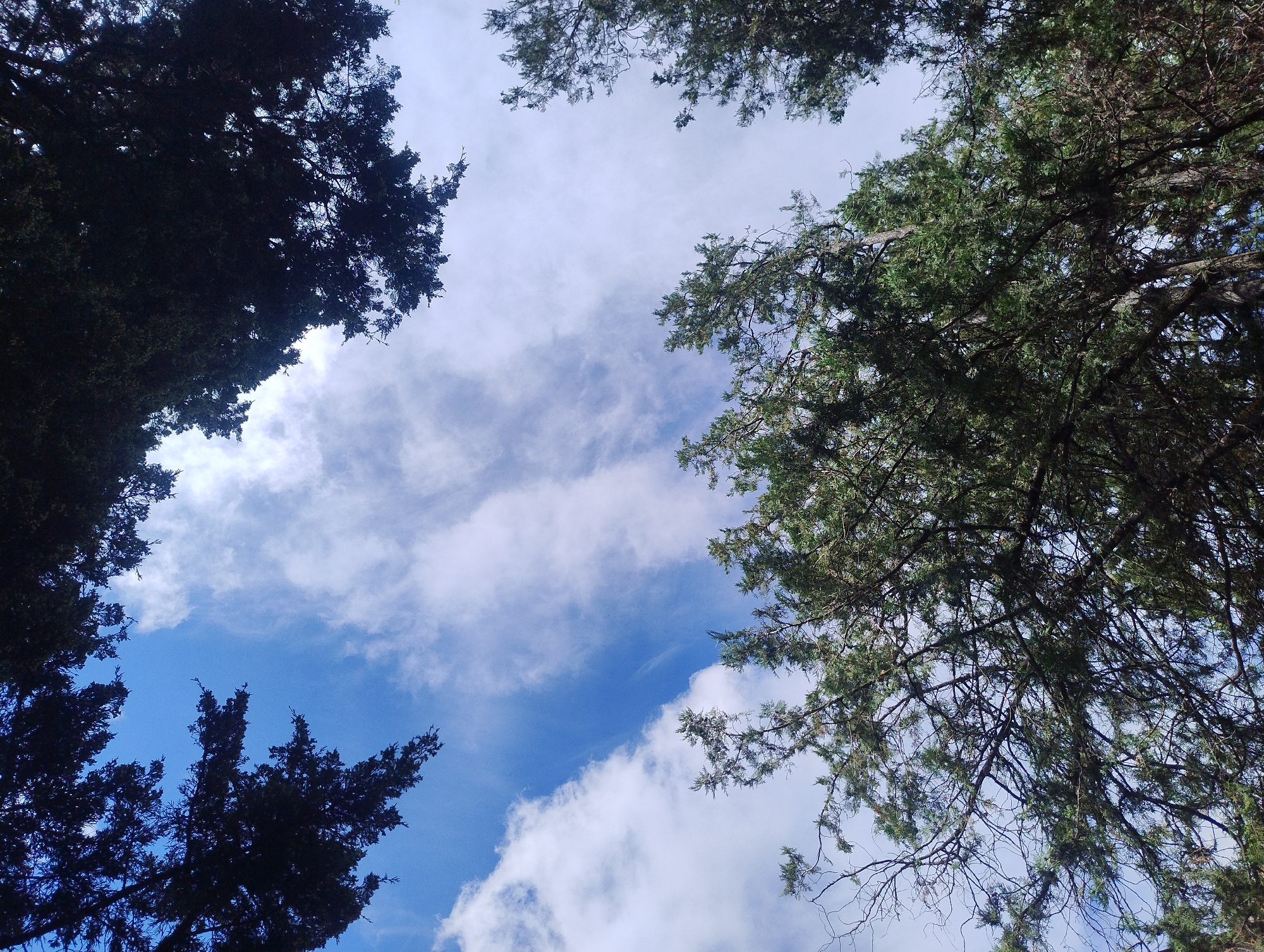 An upward looking shot reveals a canopy of coniferous trees against a bright blue sky with scattered white clouds. The dark green foliage and branches fill the top and sides of the frame, with a central opening of sky visible. The image appears to be taken outdoors in a natural setting, possibly a park or forest.
